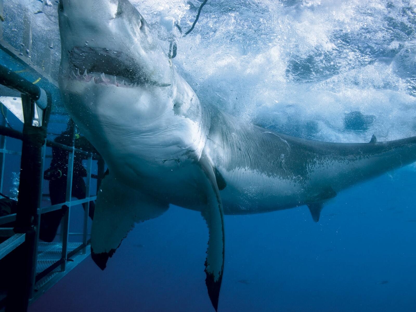 Обои акула море атака на рабочий стол