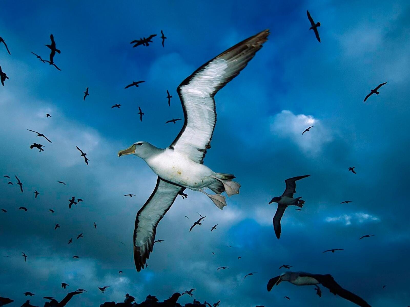 Wallpapers bird Seagull sky on the desktop