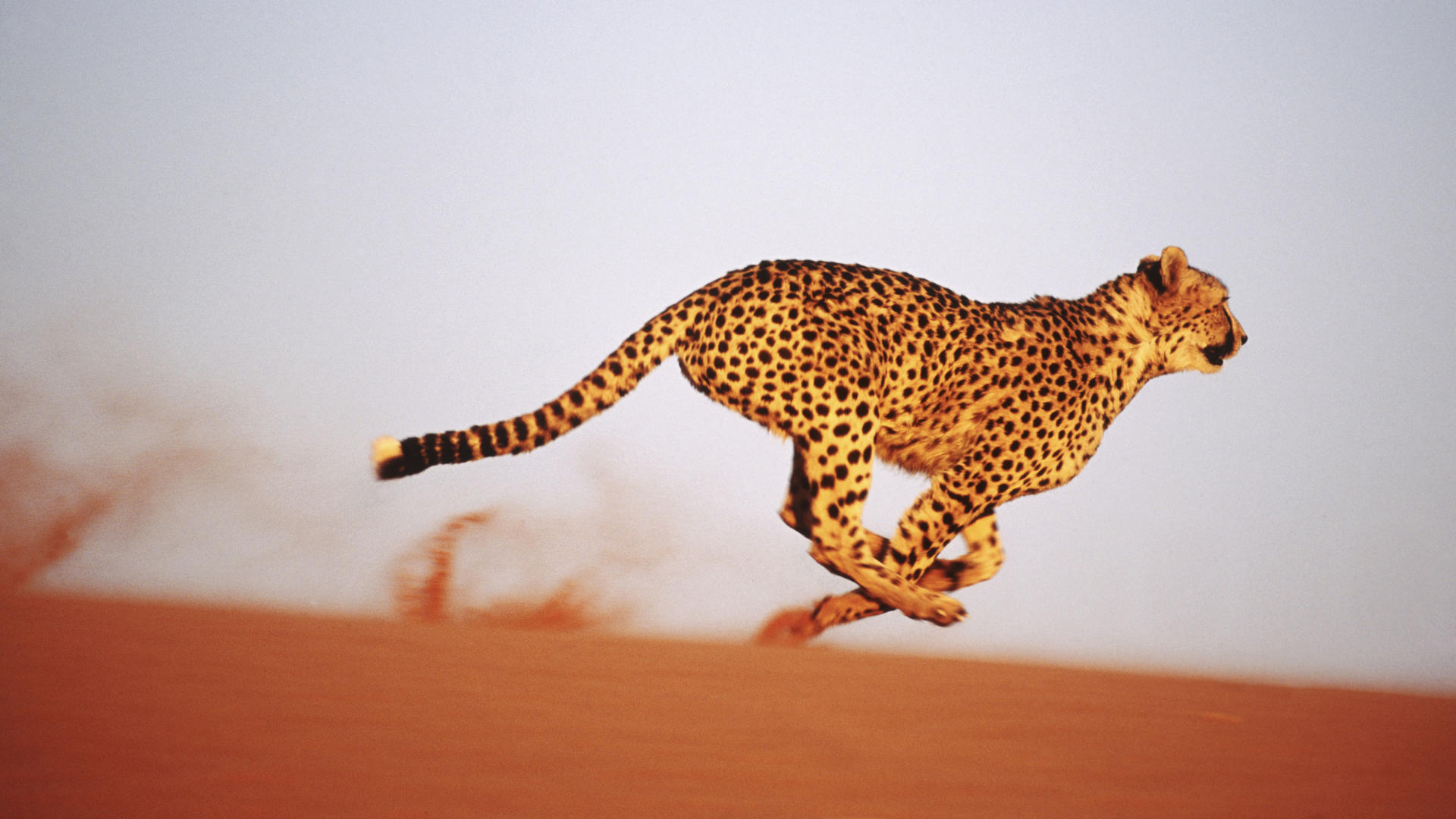 Wallpapers Cheetah running speed on the desktop