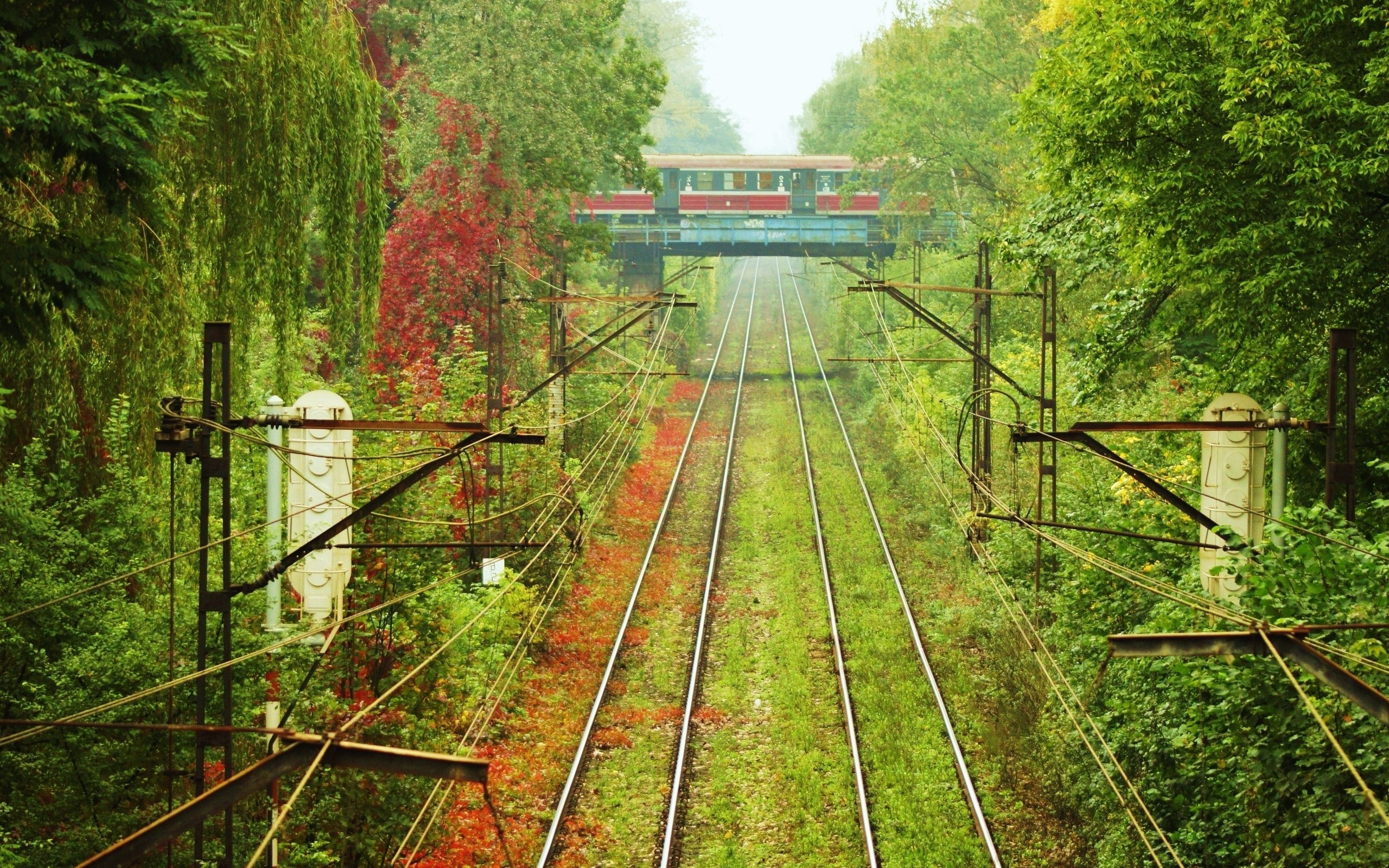 Растения на железной дороге скачать