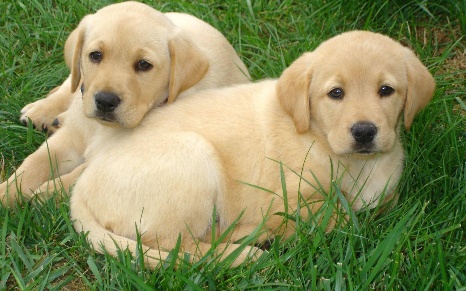 Wallpapers two puppy grass leisure on the desktop