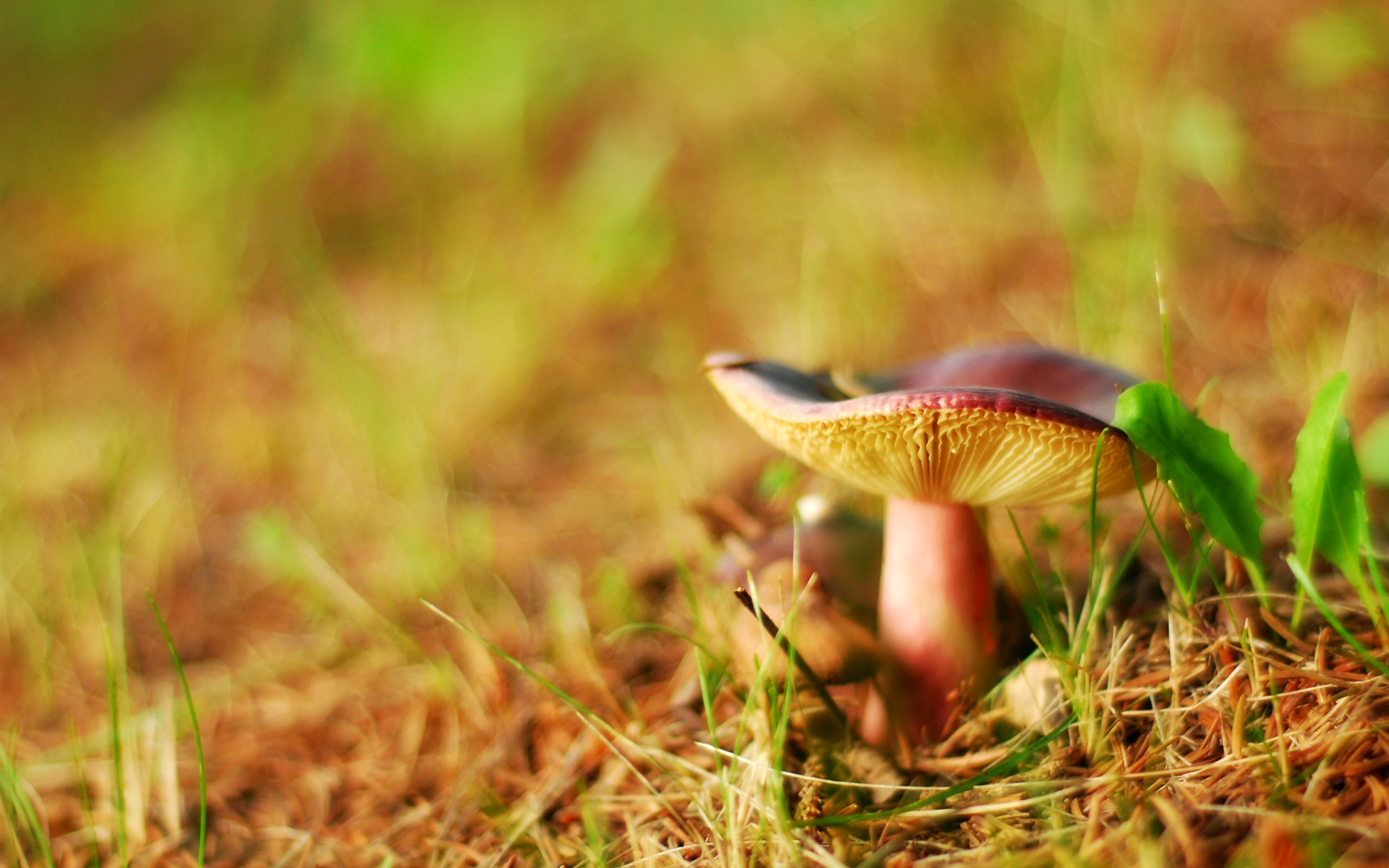 Photo free hat, grass, mushroom