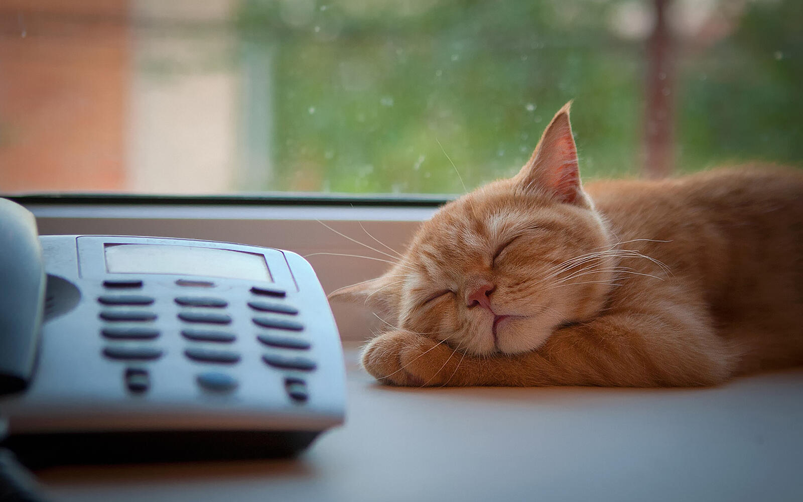 桌面上的壁纸猫 睡眠 电话