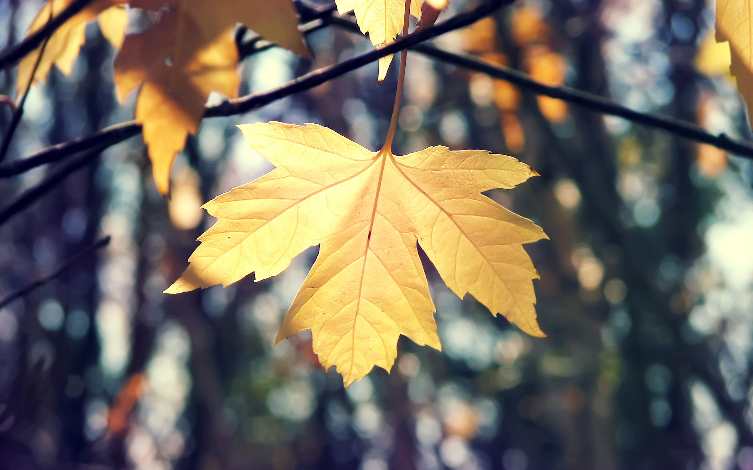 Листьев все это лучше. Осенние листья. Осенний листок. Листочки осень. Кленовый лист.