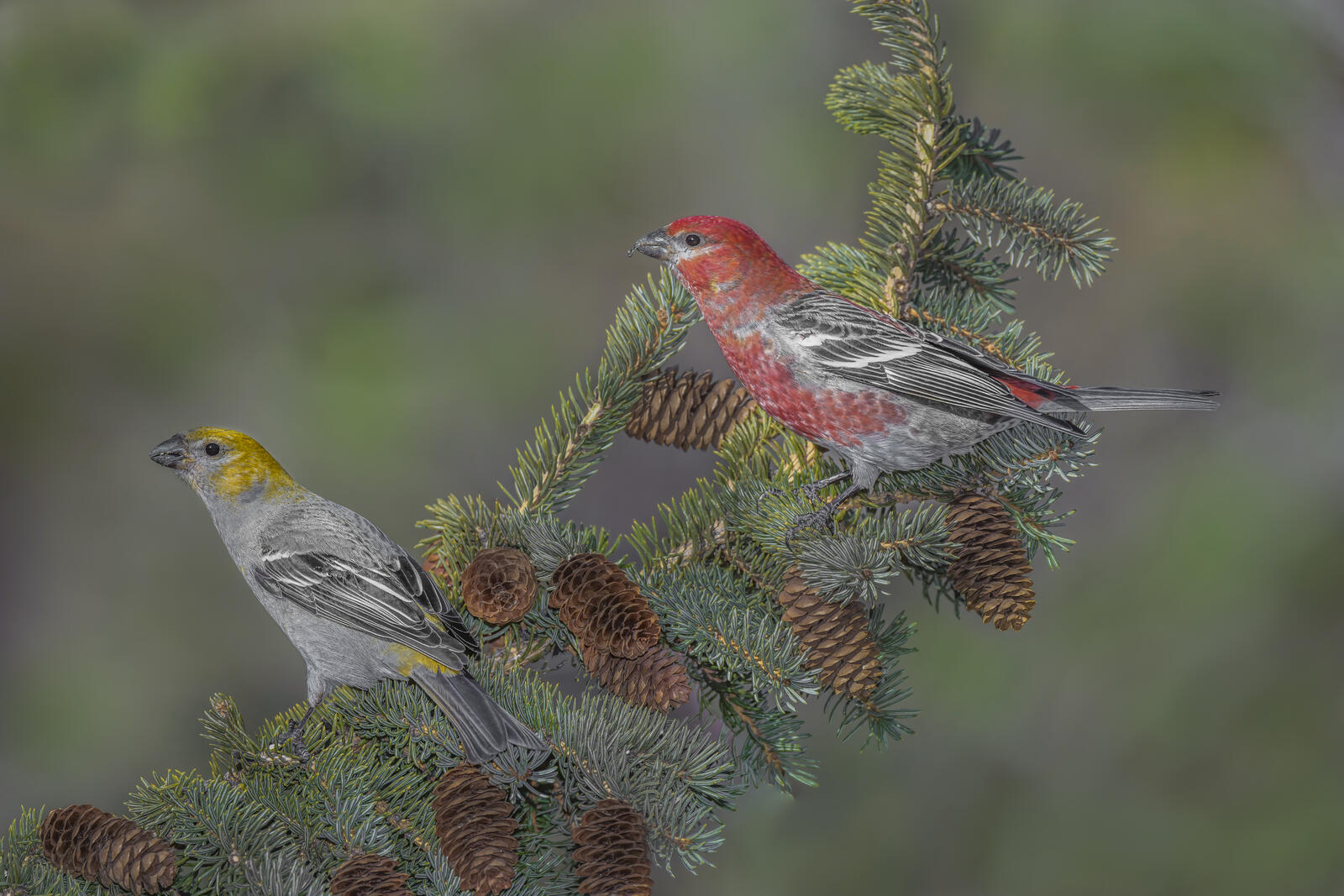 Wallpapers Pine Grosbeak birds a bird on a branch on the desktop