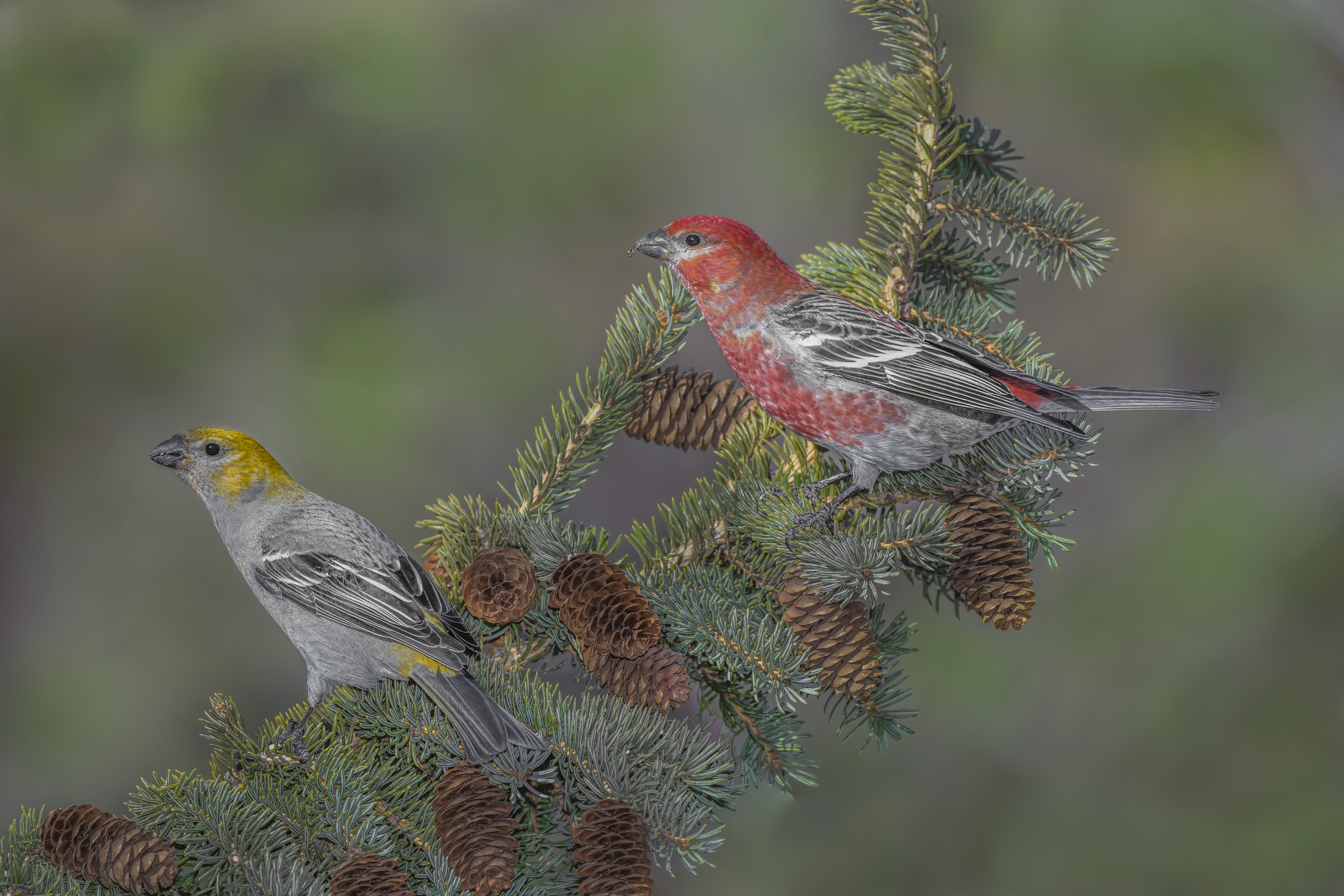 Wallpapers Pine Grosbeak birds a bird on a branch on the desktop