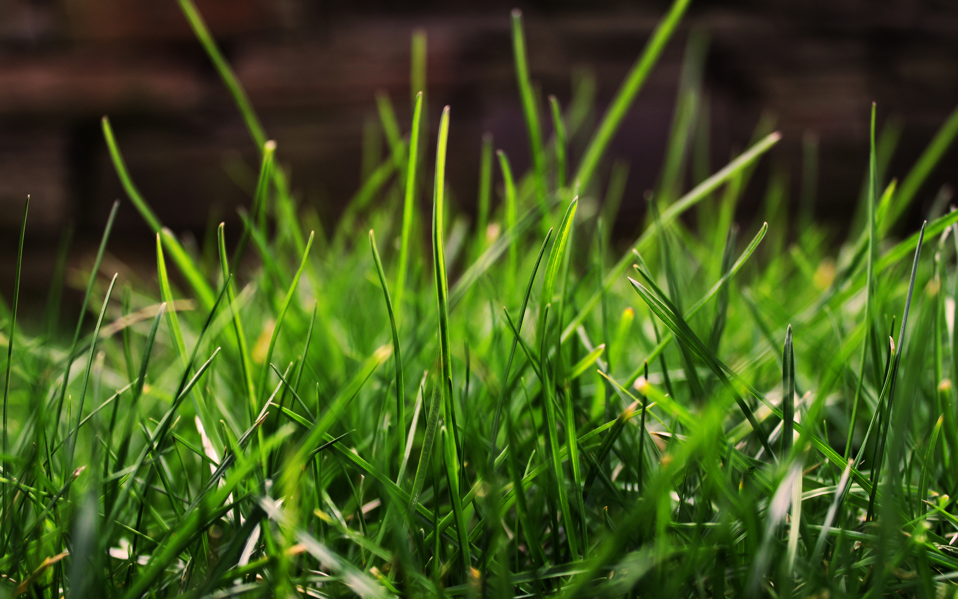 Фото бесплатно трава, газон, листья