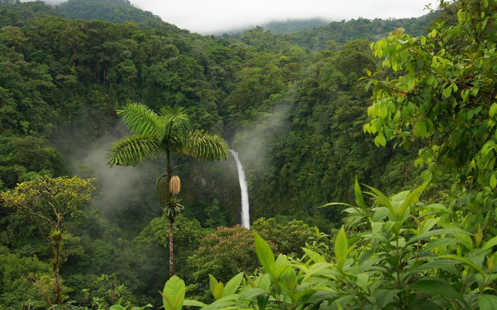 Бесплатное фото Водопад с летнем лесу