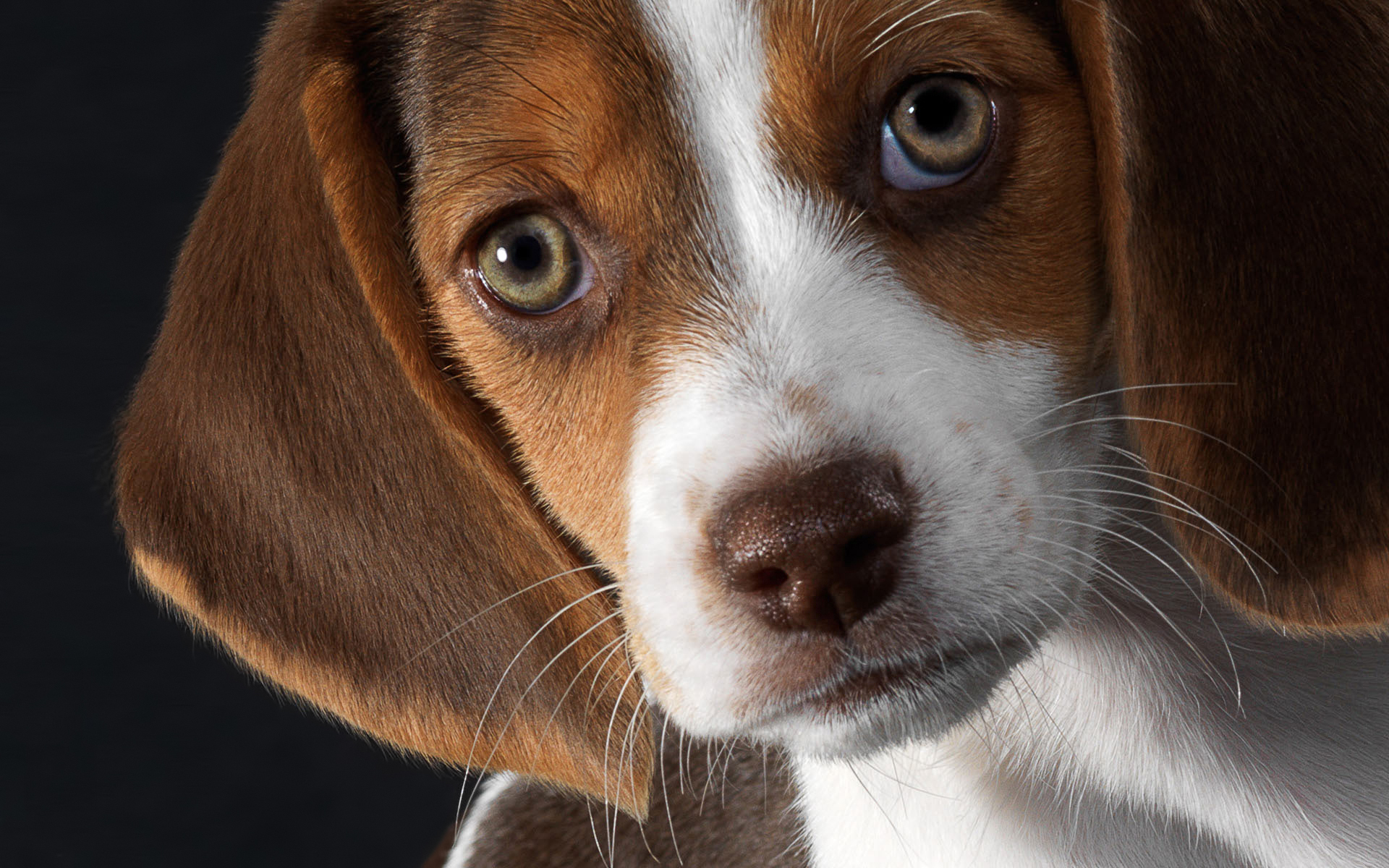 Wallpapers beagle friend puppy on the desktop