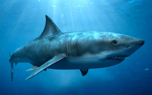 Close-up of a white shark
