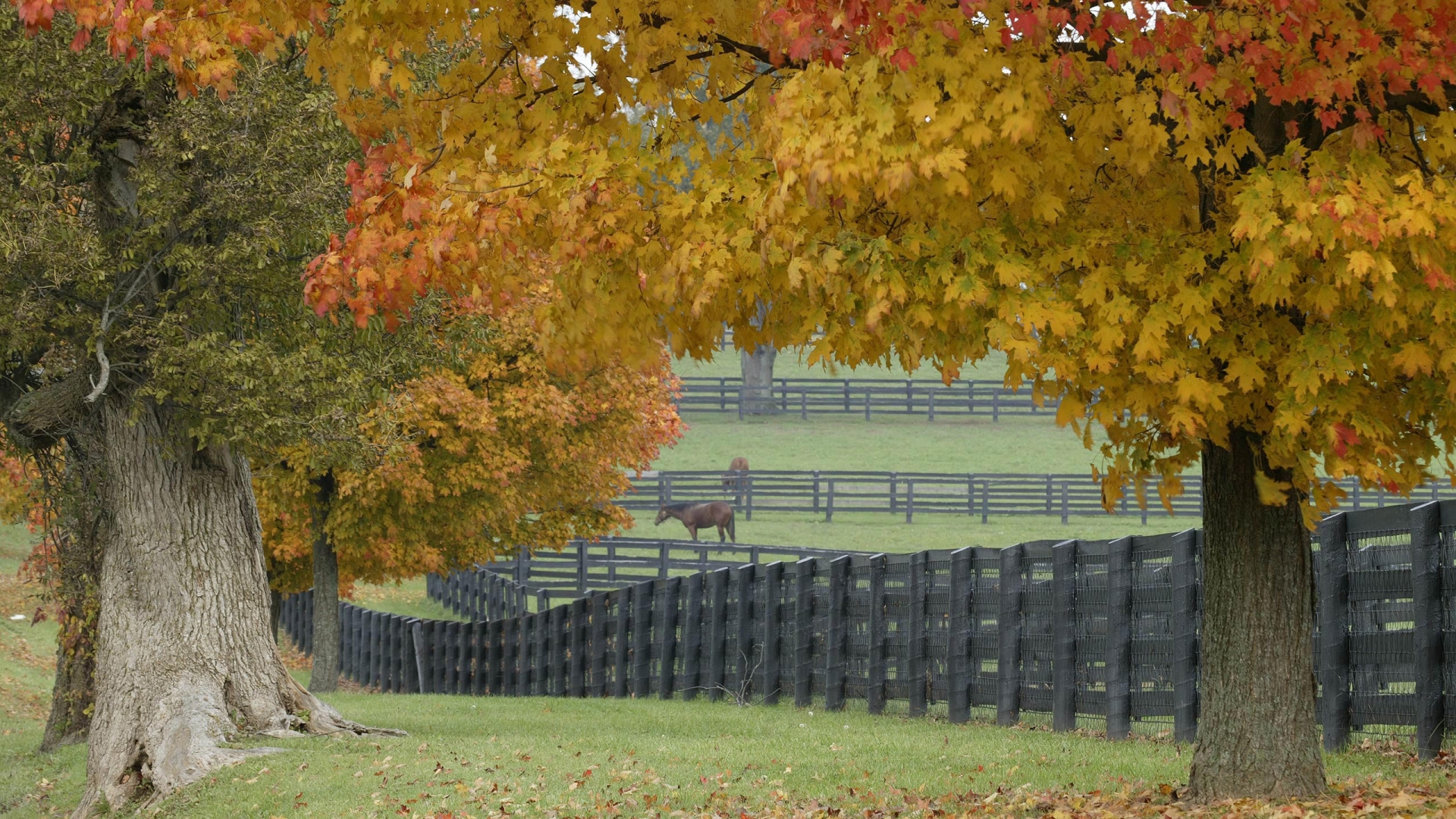 Wallpapers trees horses fence on the desktop
