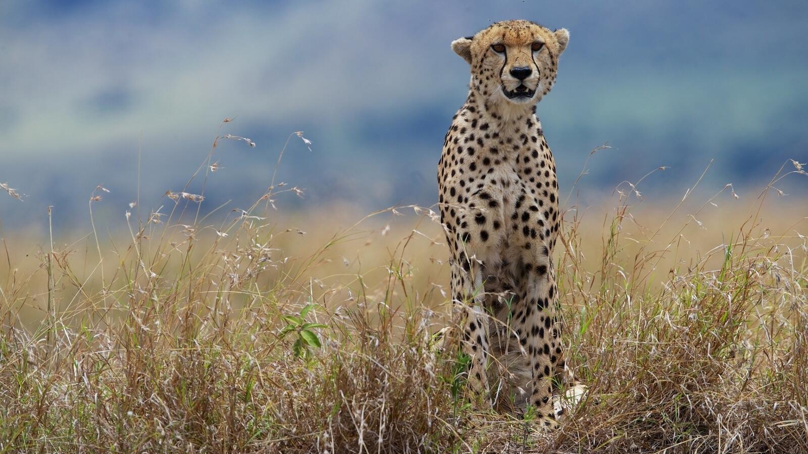 Wallpapers cheetah grass eyes on the desktop