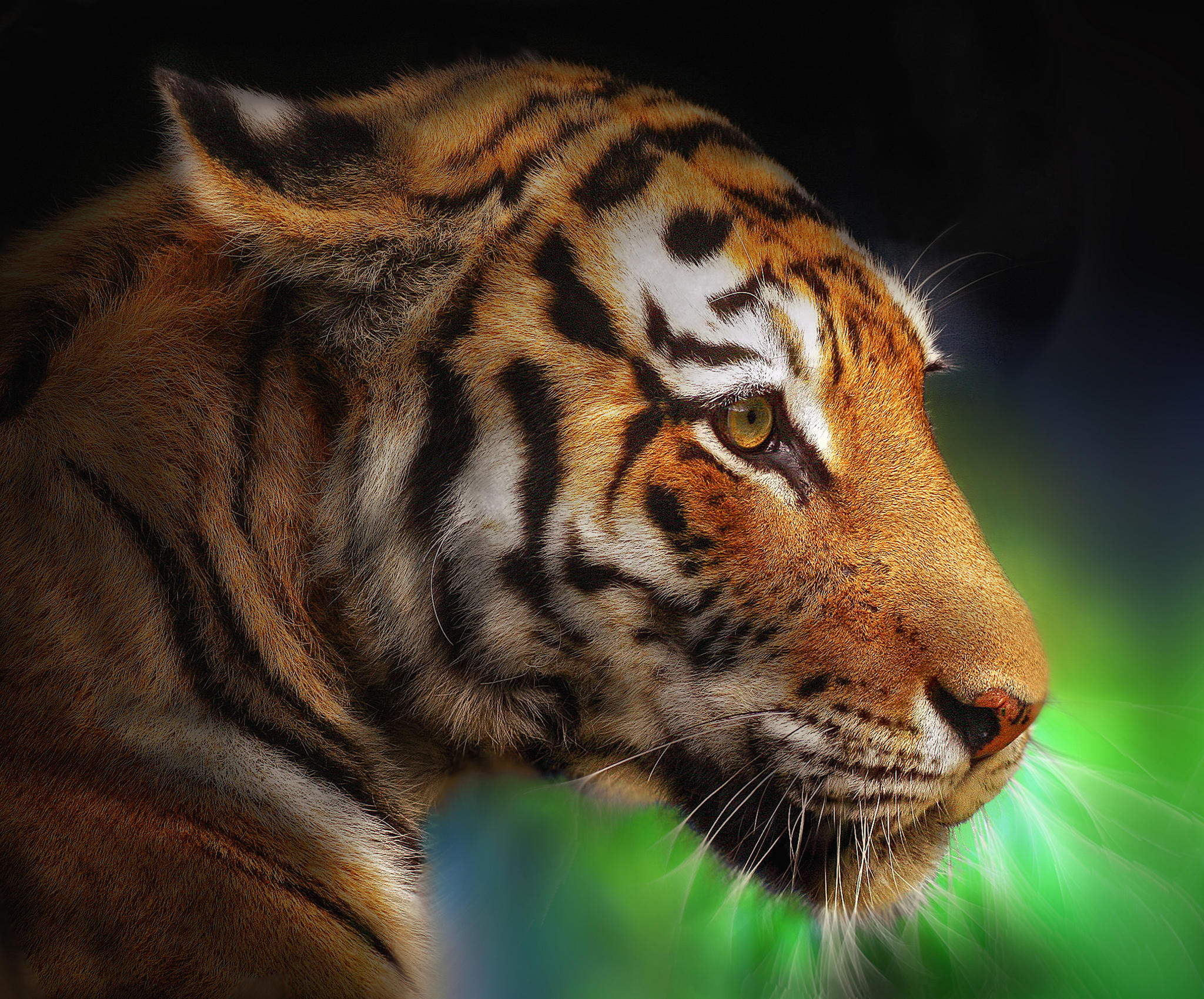 Wallpapers tiger hishnik animal on the desktop