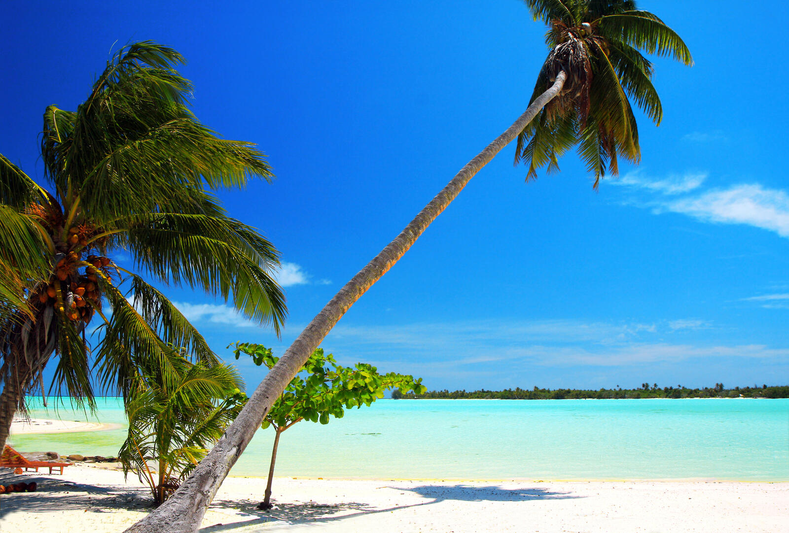 Wallpapers palm tree shore landscapes on the desktop