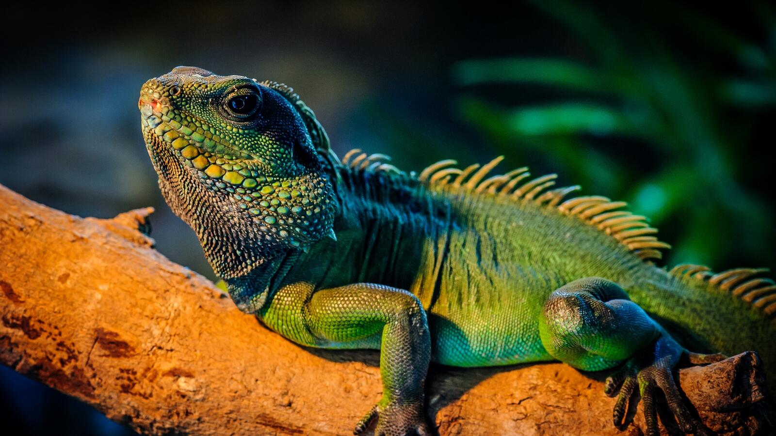 Wallpapers varan lizard chameleon on the desktop