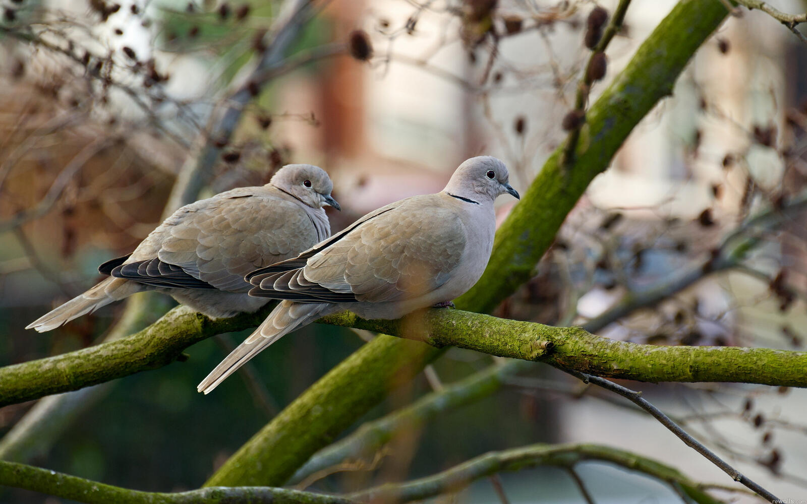 Wallpapers tree branches doves on the desktop