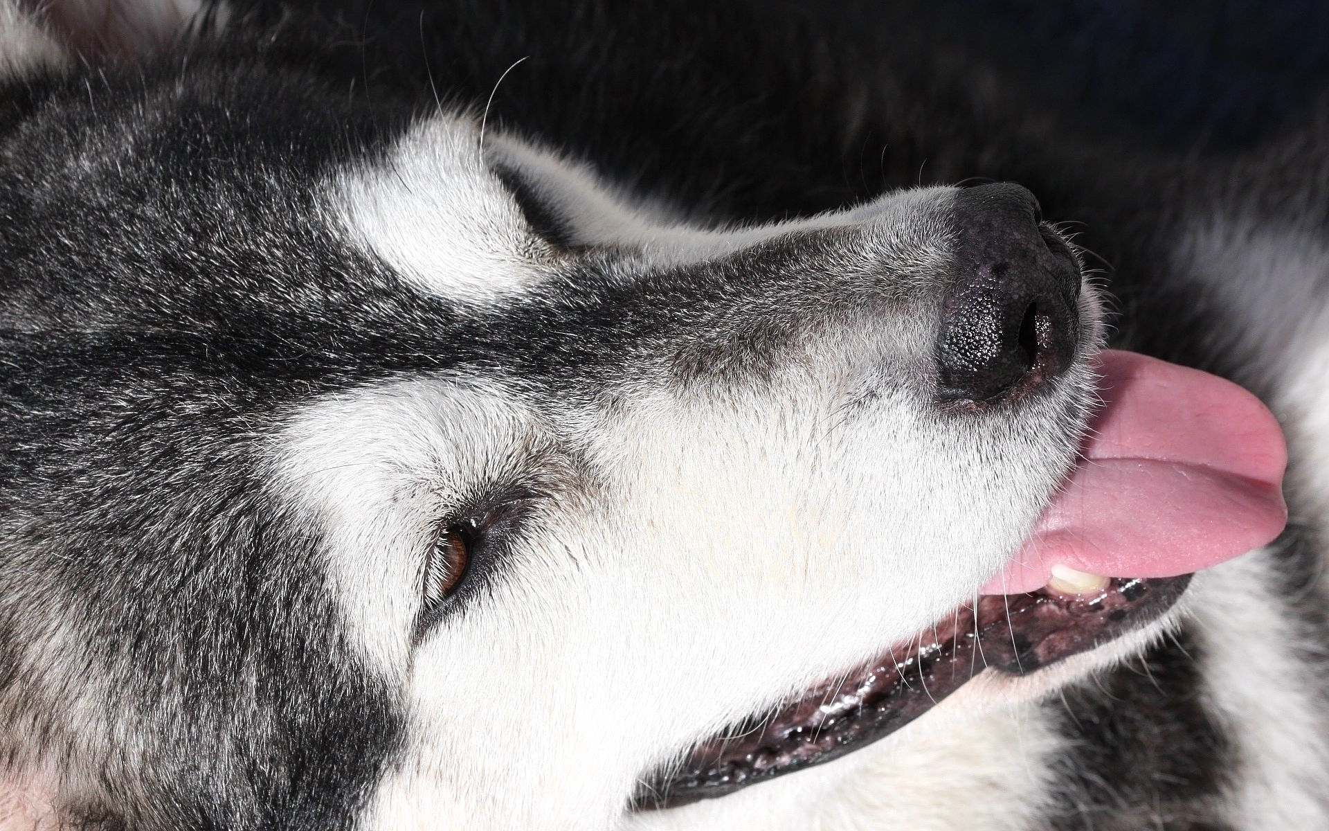Wallpapers nose husky tongue on the desktop