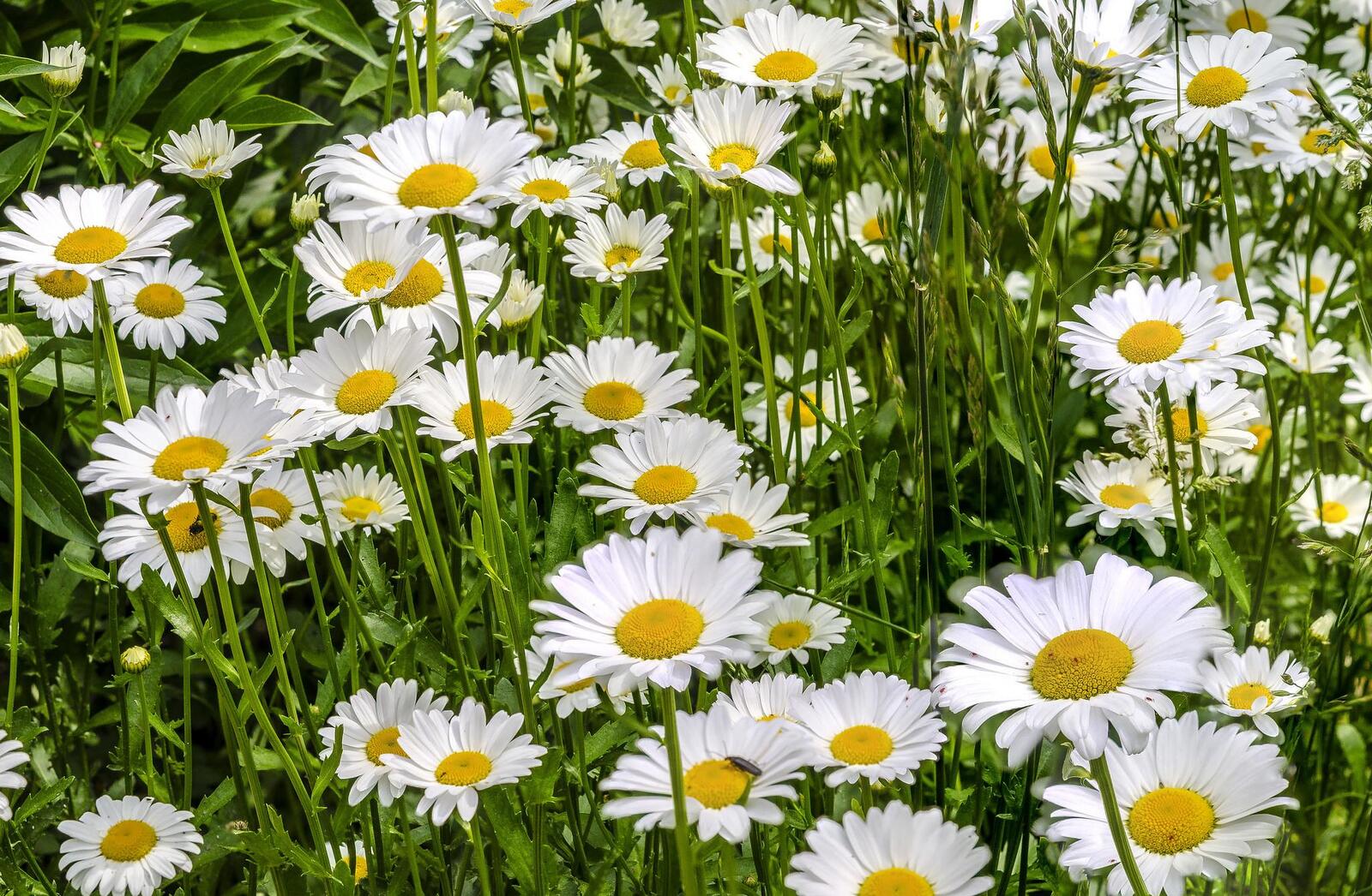 Wallpapers chamomile field green grass on the desktop
