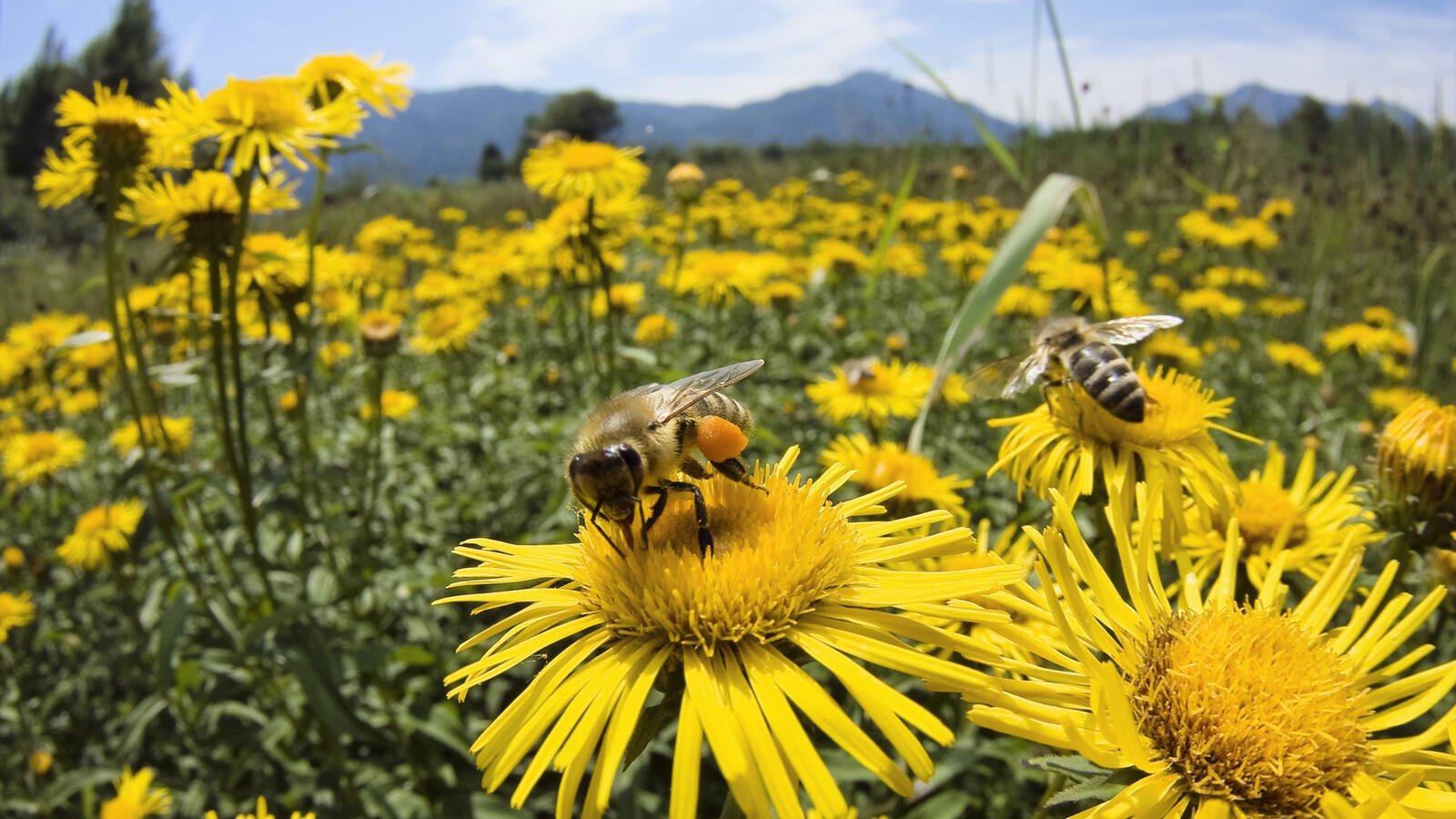Обои поле ромашки пчелы на рабочий стол