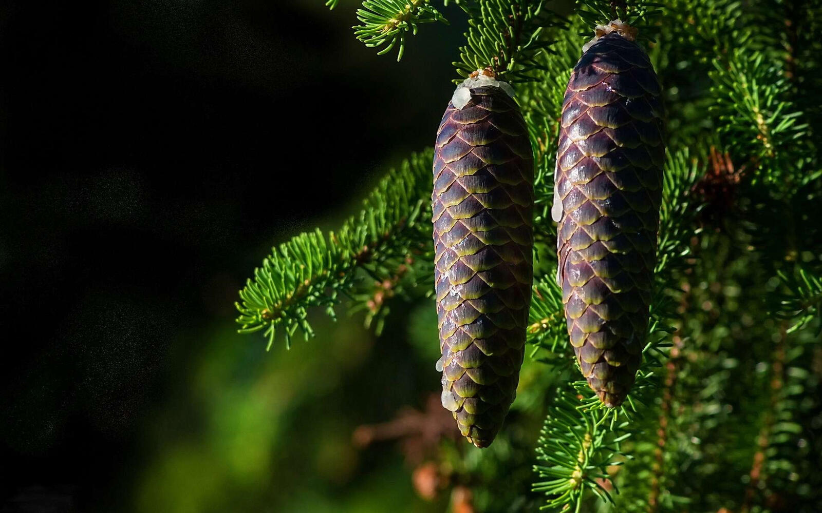 Wallpapers cones spruce branches on the desktop