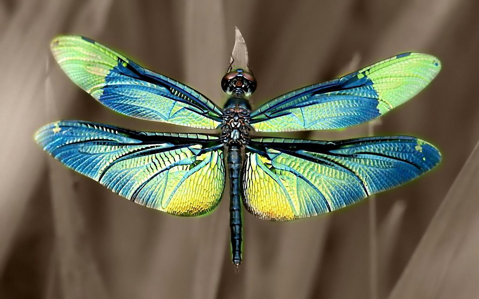 桌面上的壁纸蜻蜓 翅膀 机尾