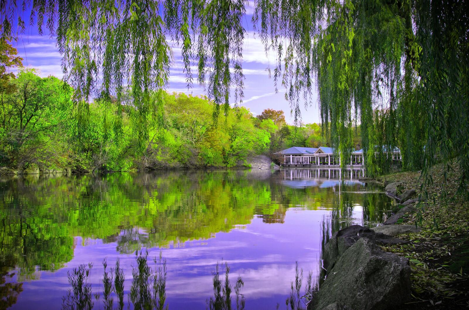 Wallpapers central park of new york pond trees on the desktop
