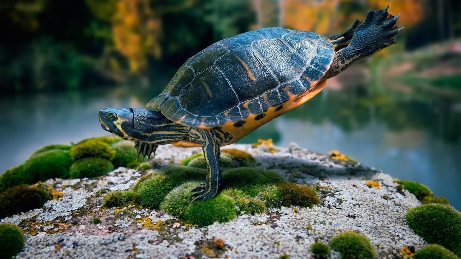 Wallpapers turtle gymnast on one paw on the desktop
