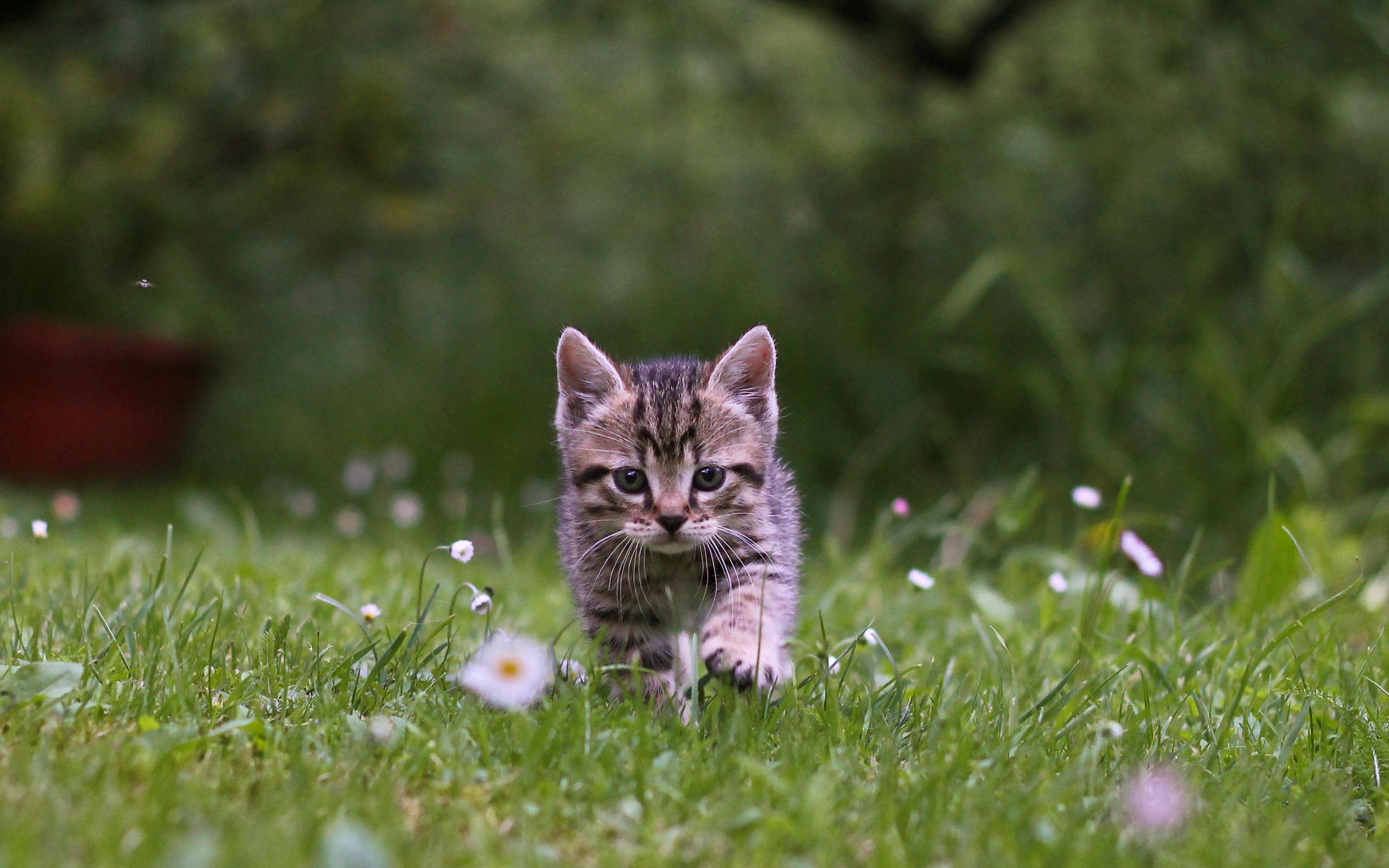 природа животные кот морда котенок nature animals cat muzzle kitten бесплатно