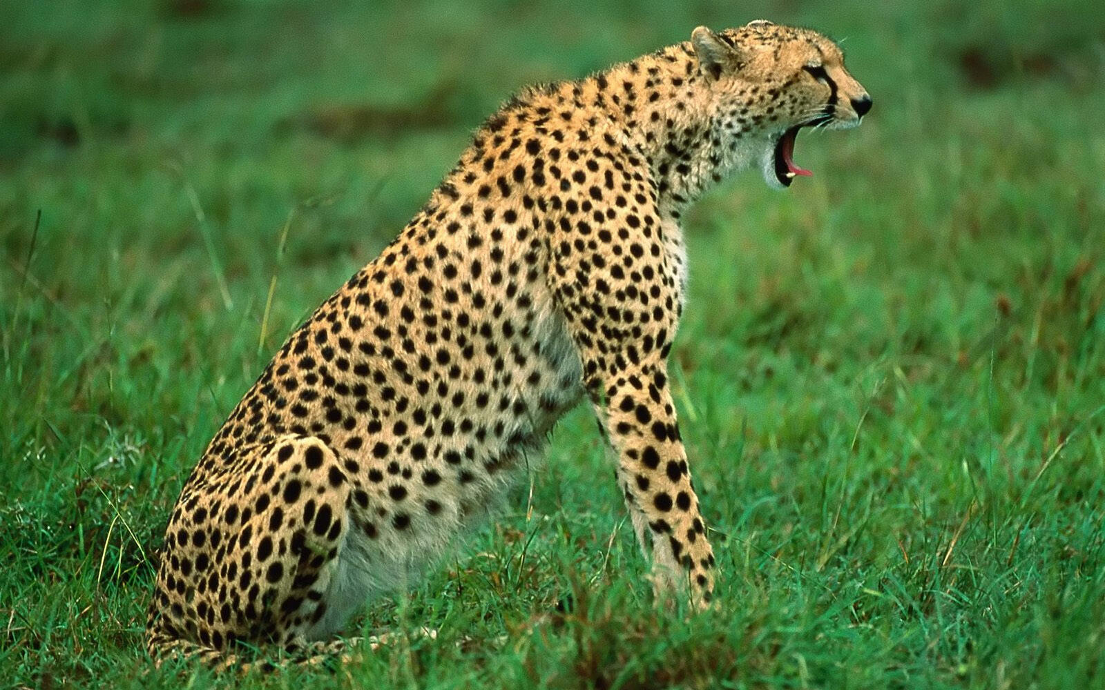 Wallpapers cheetah sits mouth on the desktop