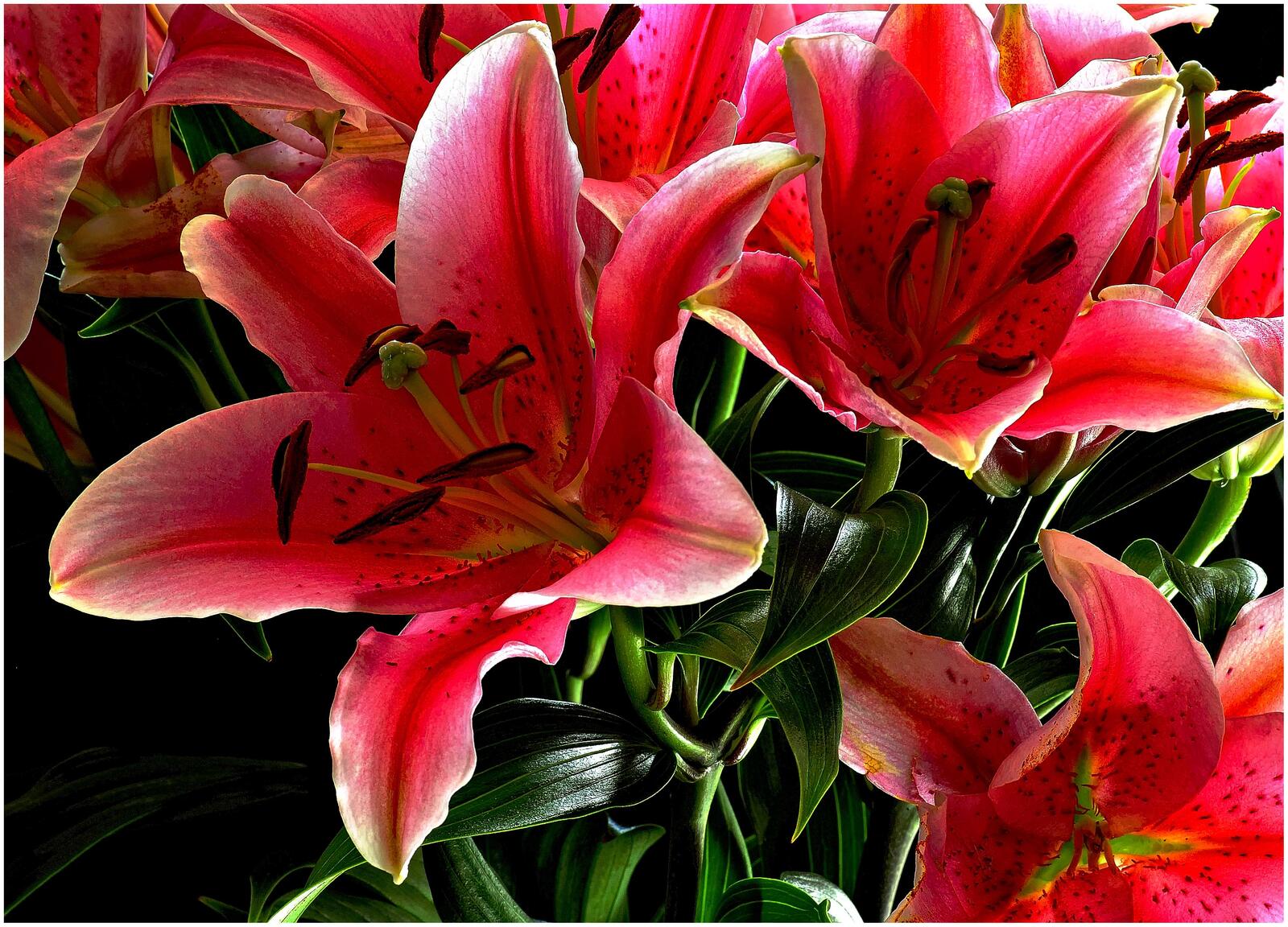 Wallpapers red lilies lilies flowers on the desktop