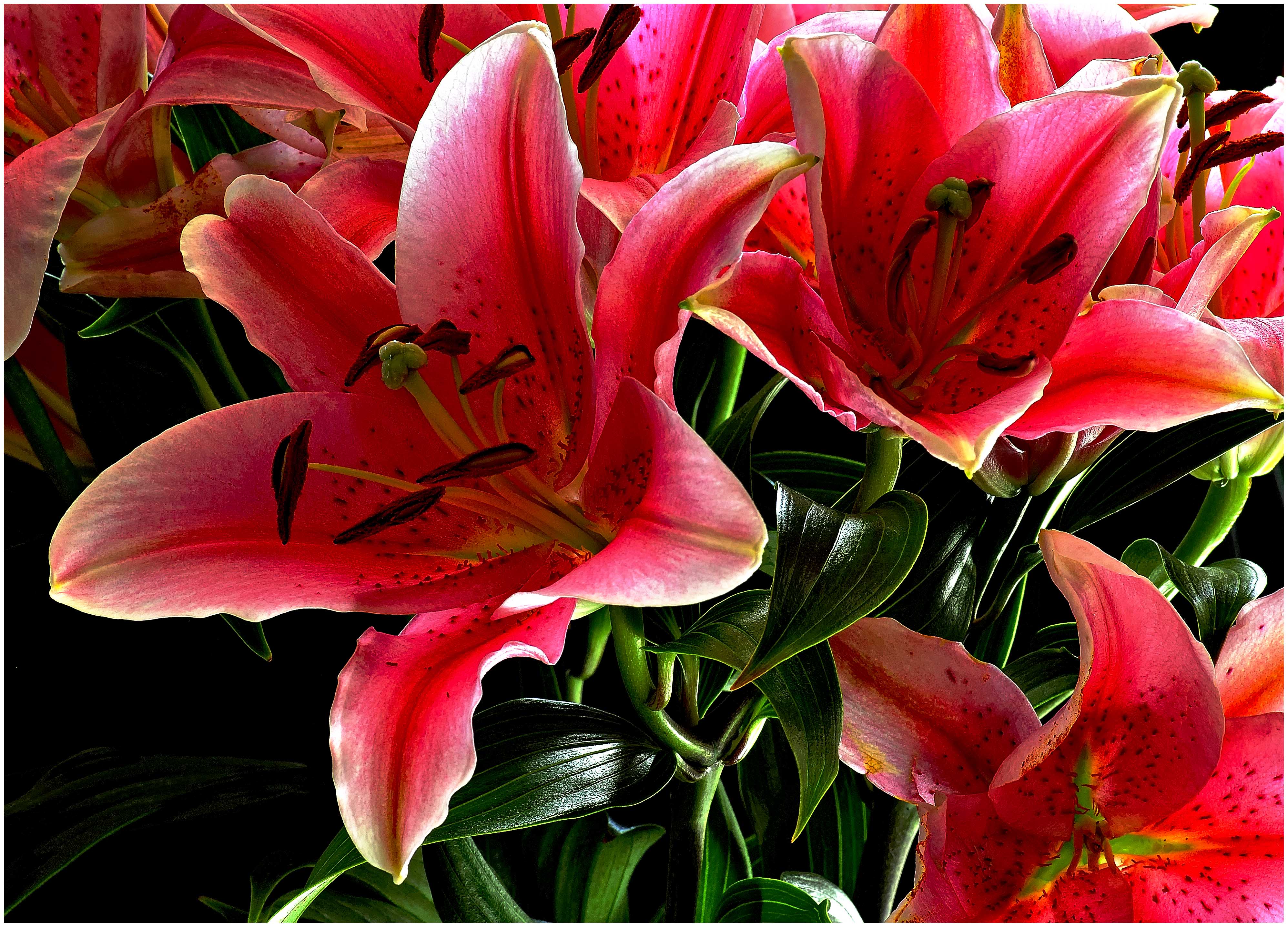 Photo free red lilies, lilies, flowers
