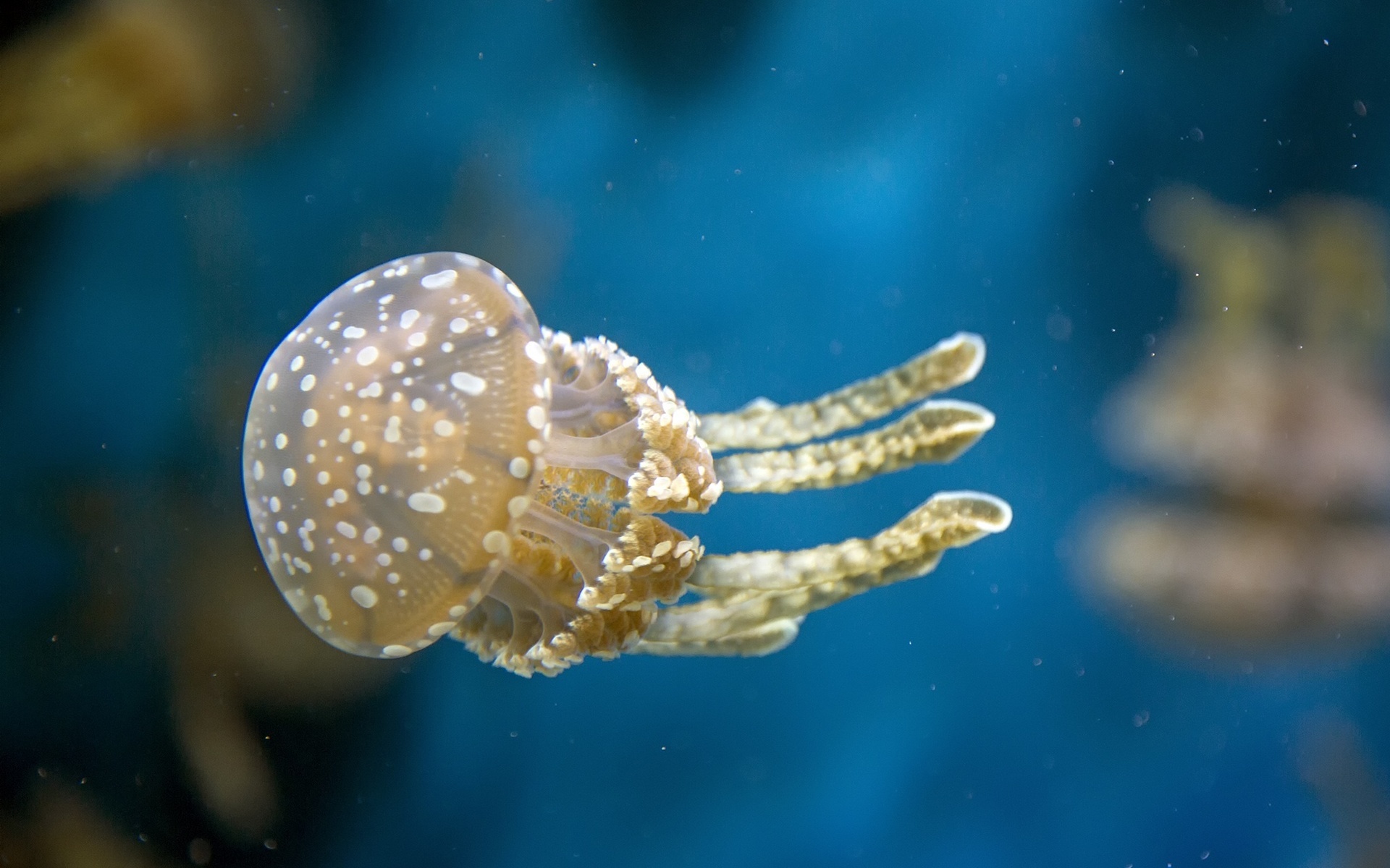 Фото бесплатно медуза, плывет, море
