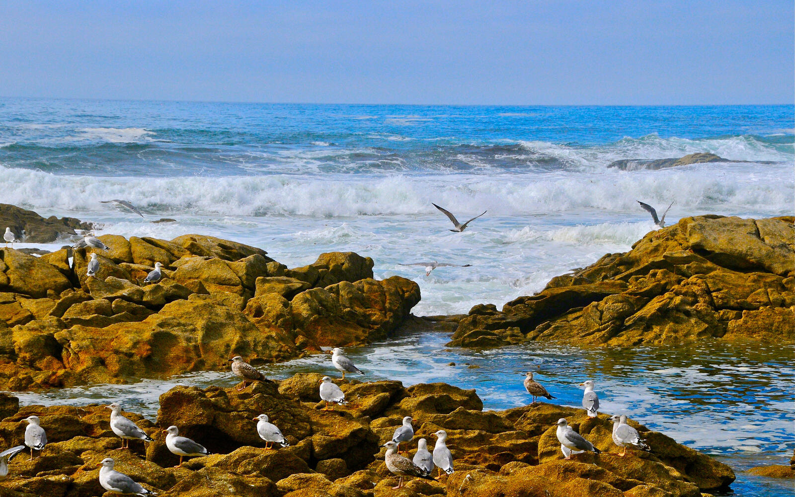 Wallpapers sea waves seagulls on the desktop