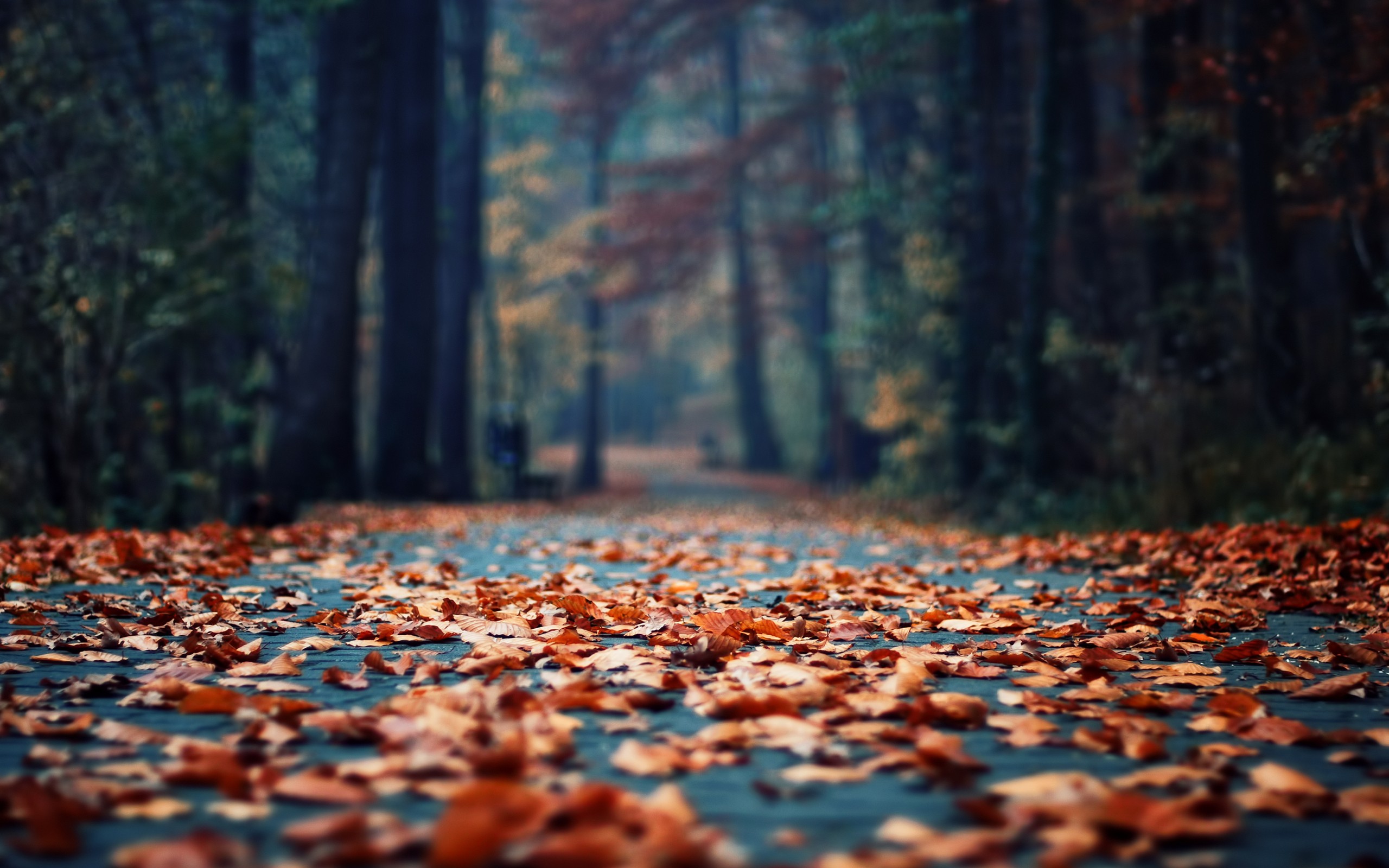 Wallpapers autumn leaf fall path on the desktop