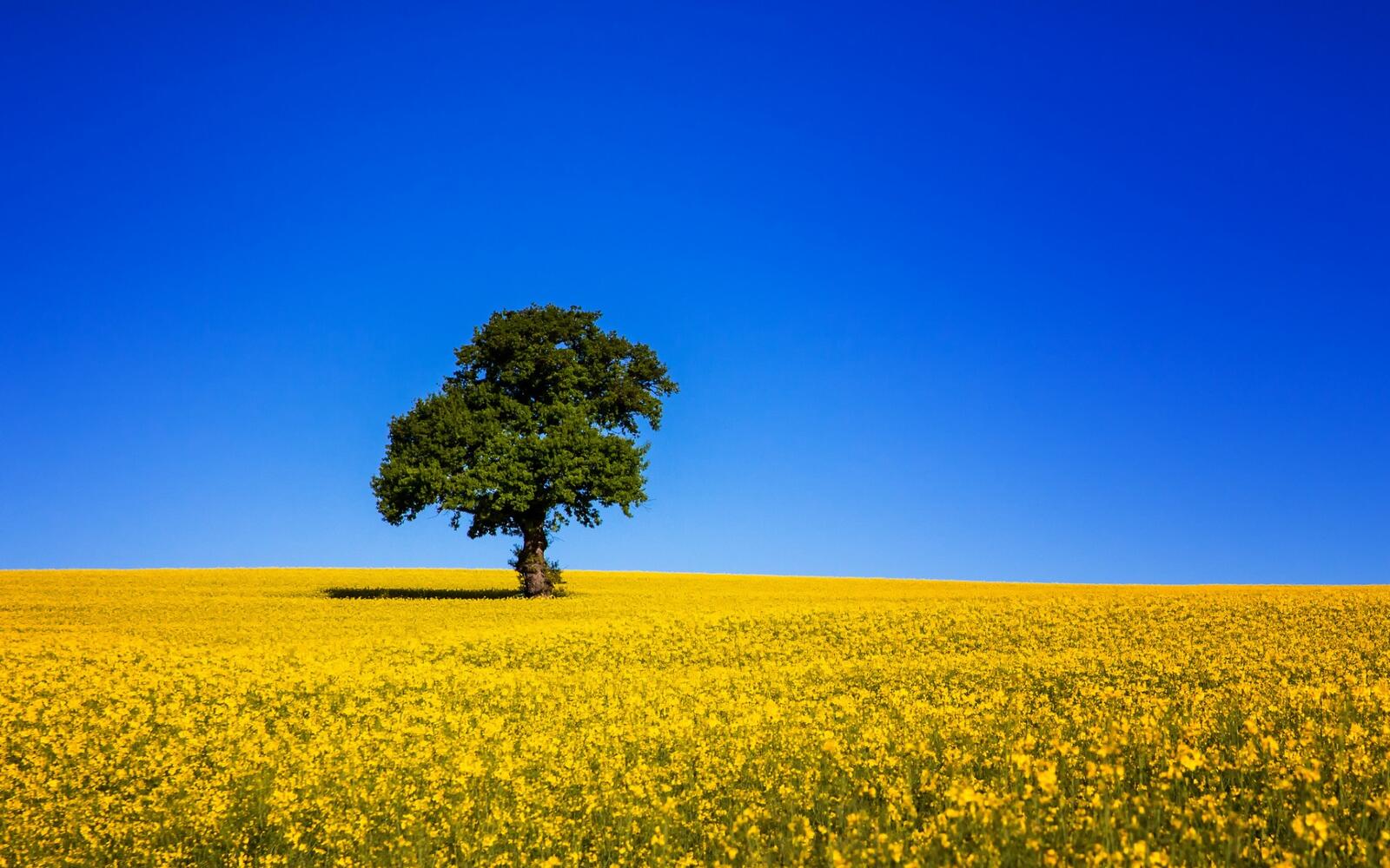 Wallpapers yellow tree landscapes on the desktop