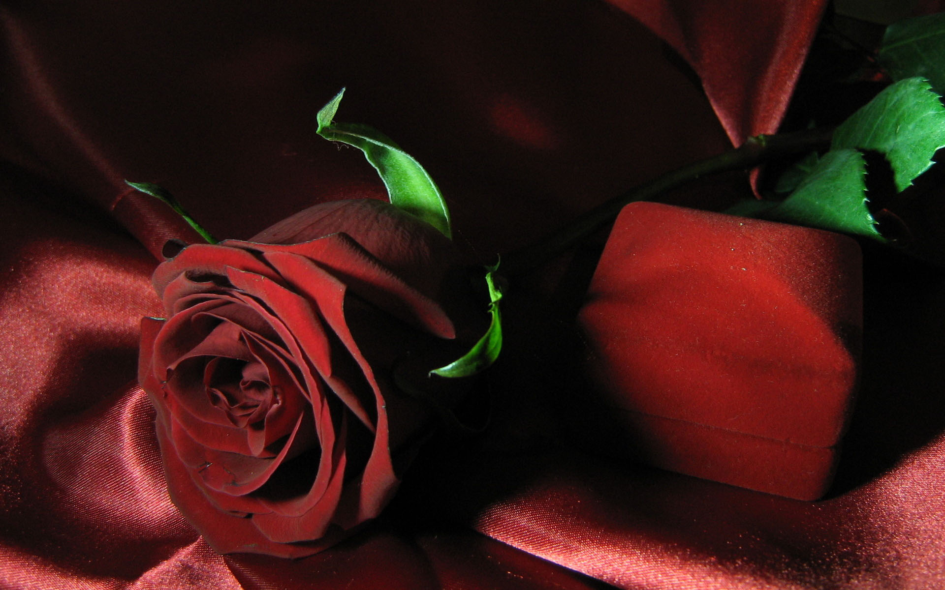 Обои роза бардовая красная на рабочий стол
