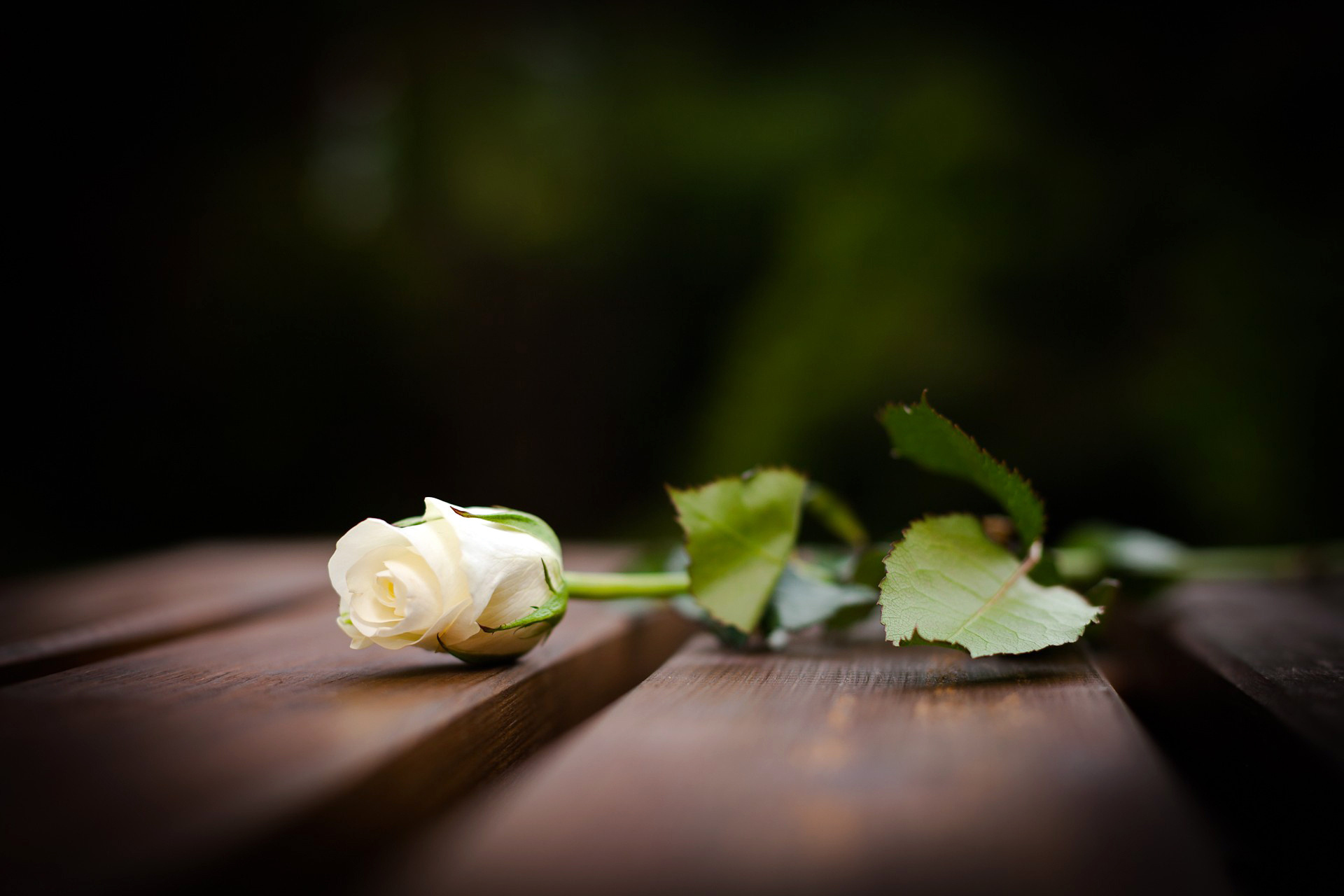 Фото бесплатно роза, стебель, листья