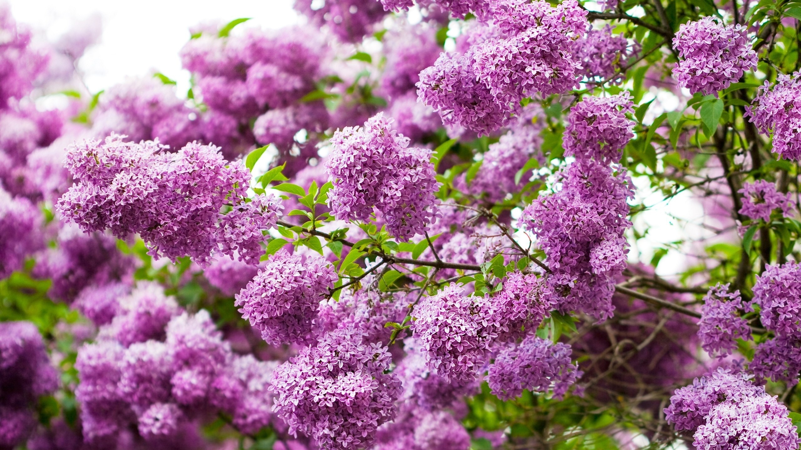 Wallpapers lilac petals branches on the desktop