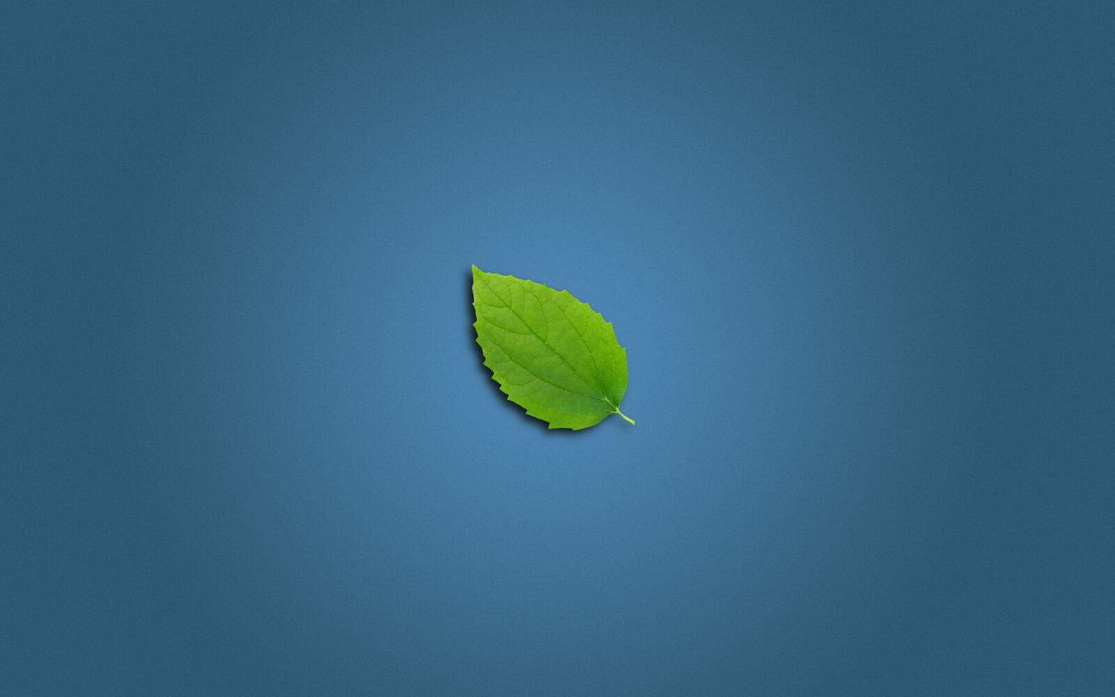 Wallpapers screensaver leaf green on the desktop