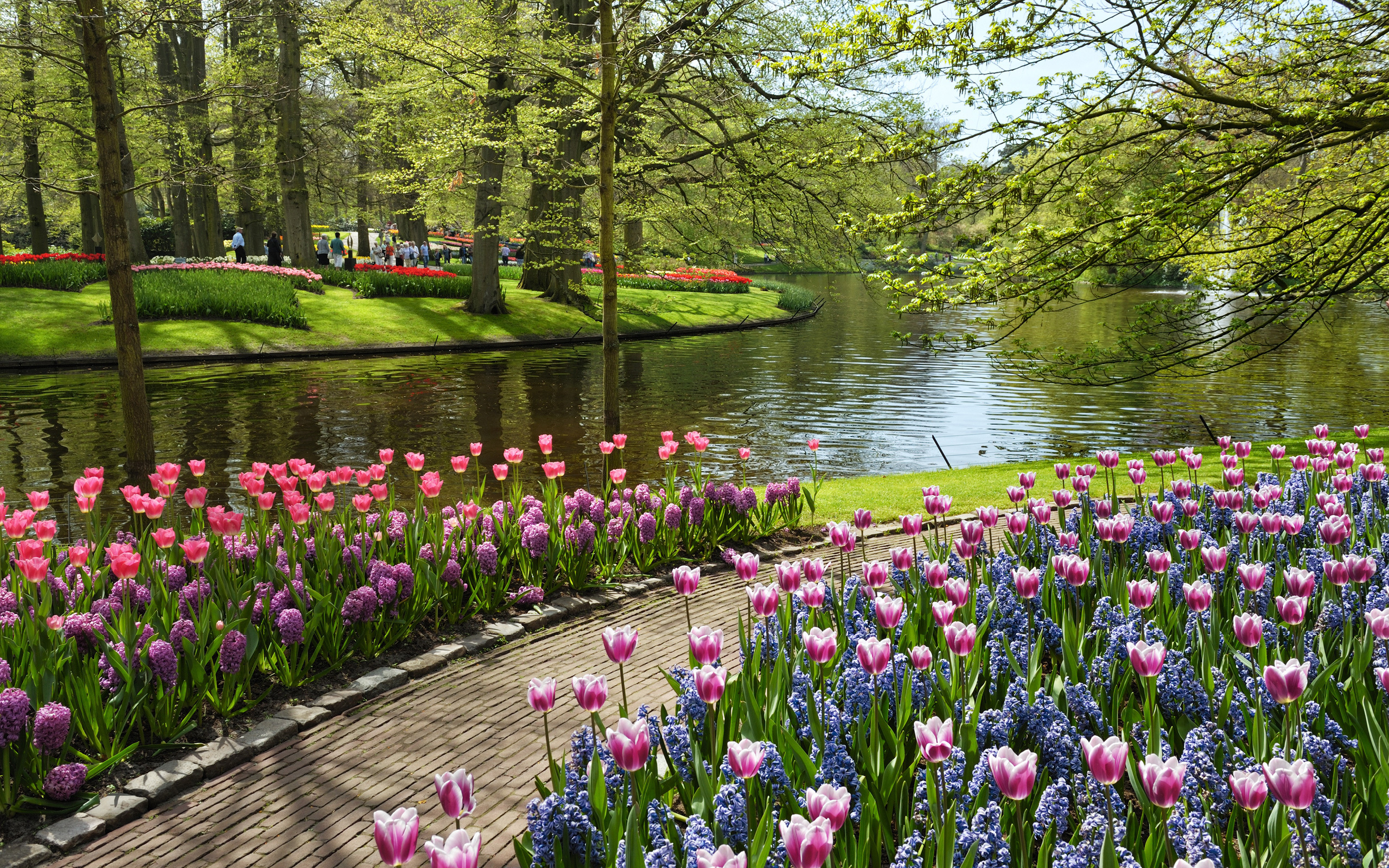 природа цветы синие розовые желты деревья озеро парк скачать