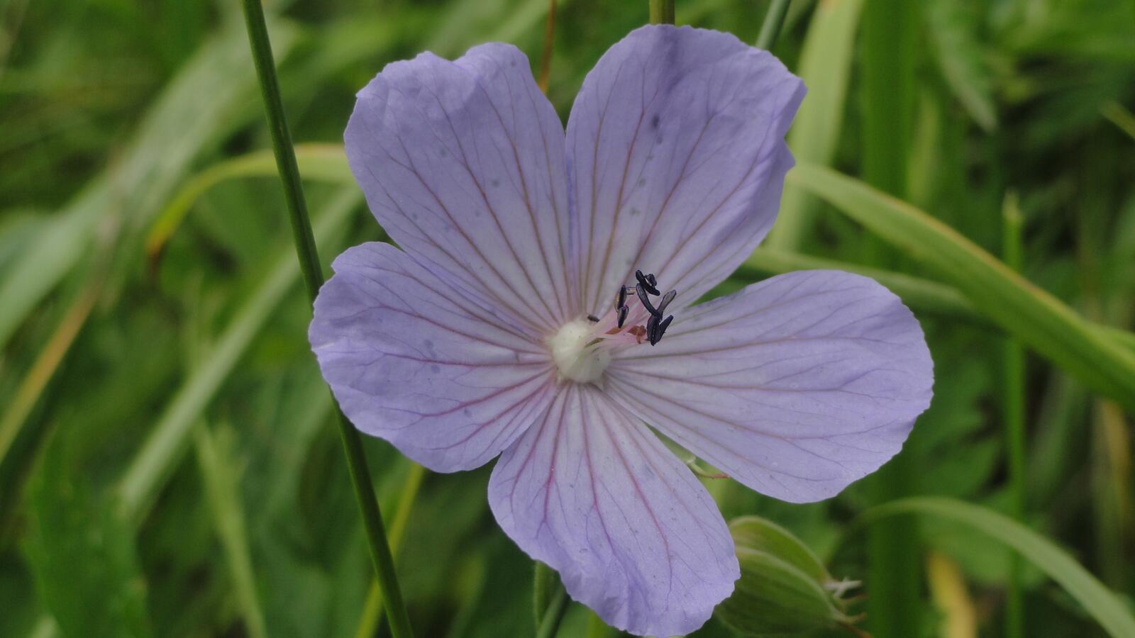 Обои цветок фиолетовый семена на рабочий стол