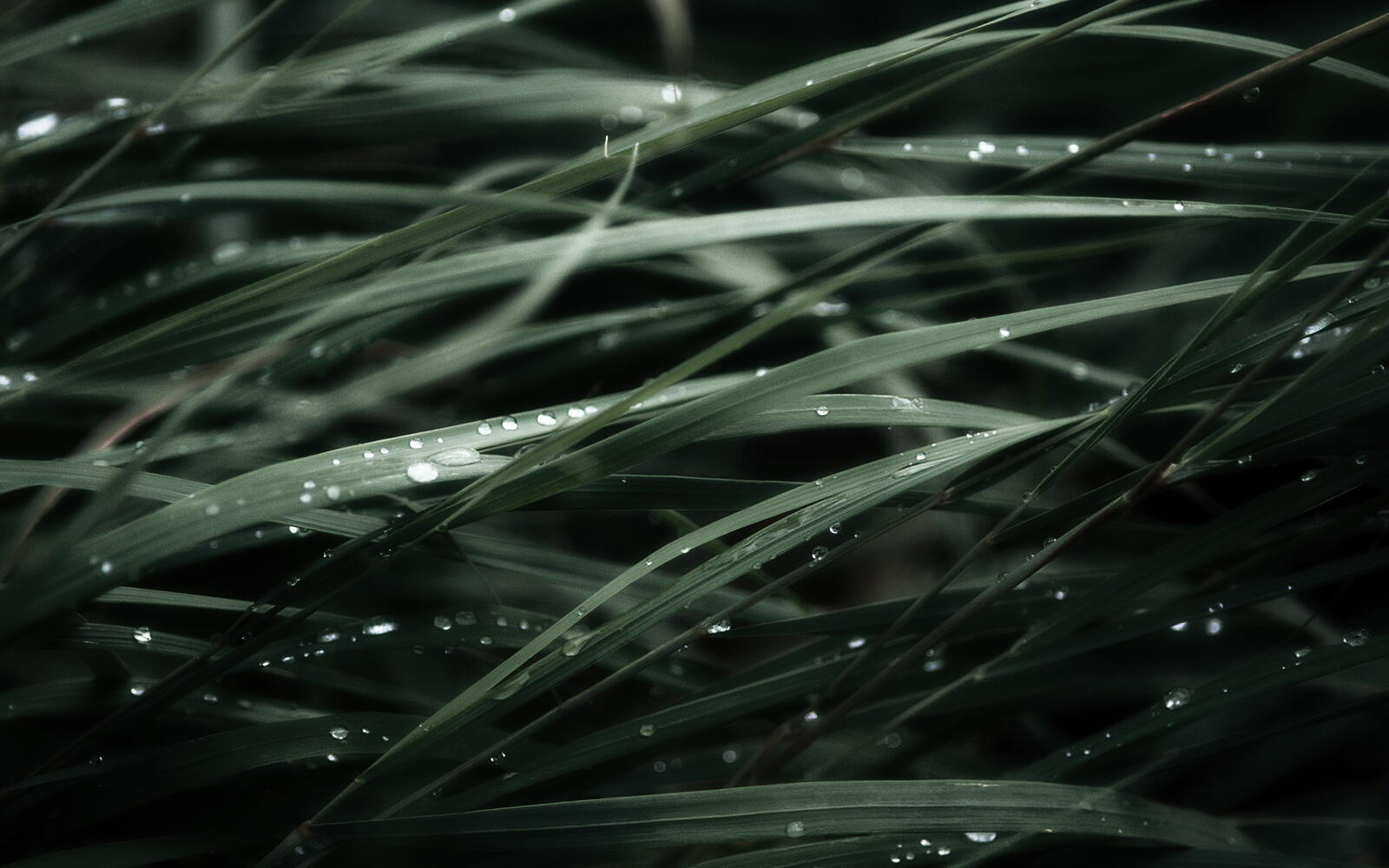 Wallpapers grass drops dew on the desktop