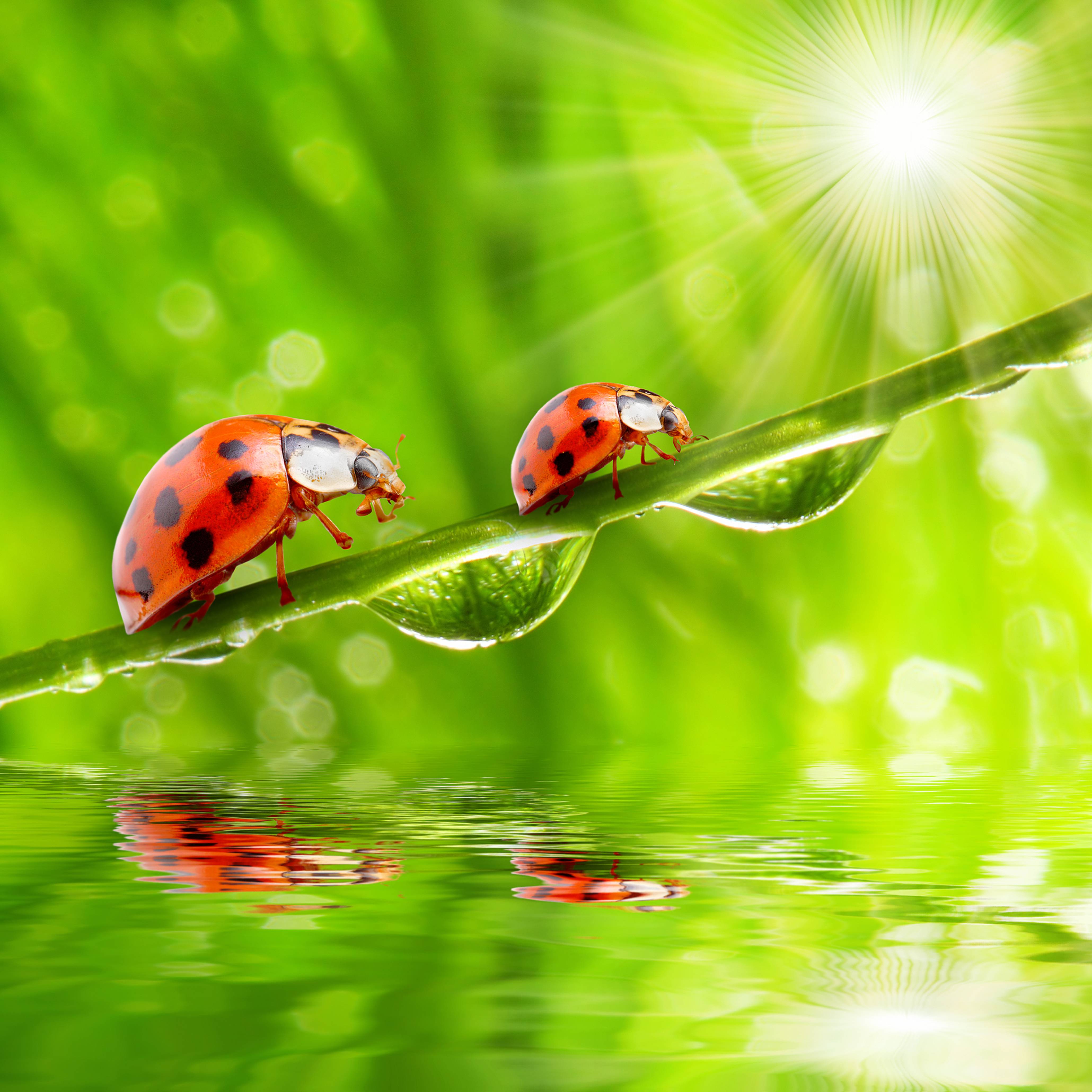 Wallpapers insects beetle greens on the desktop