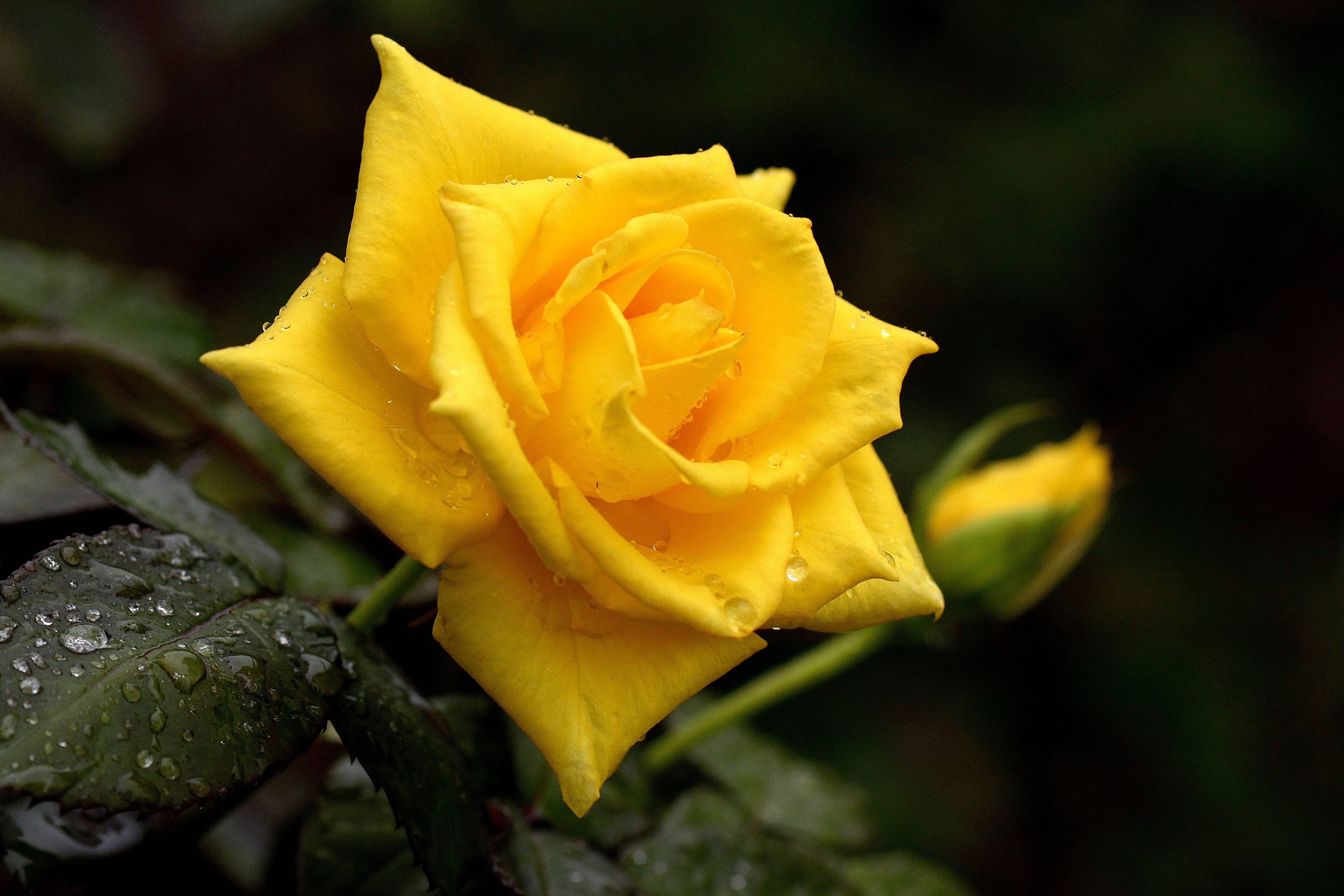 Обои желтая роза флора роза - бесплатные картинки на Fonwall