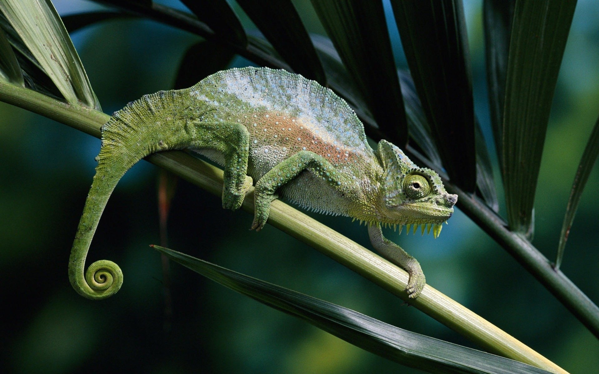 Wallpapers chameleon lizard comb on the desktop
