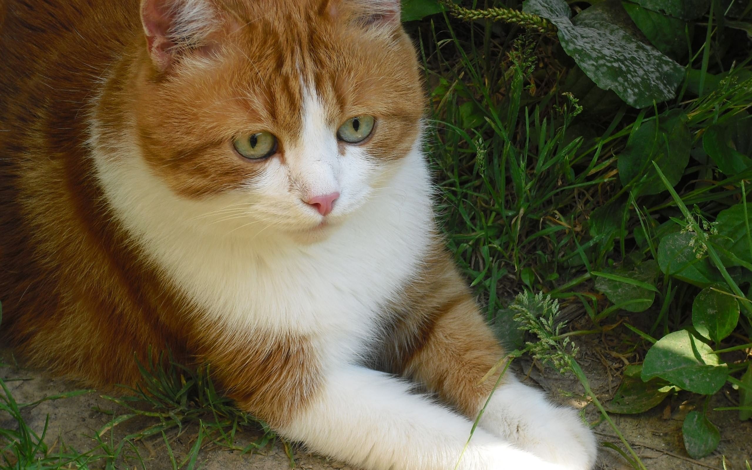 Рыжий кот с белой мордой