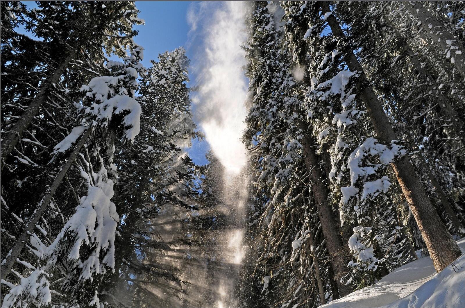 Бесплатное фото Скачать заставку лес, зима, снег