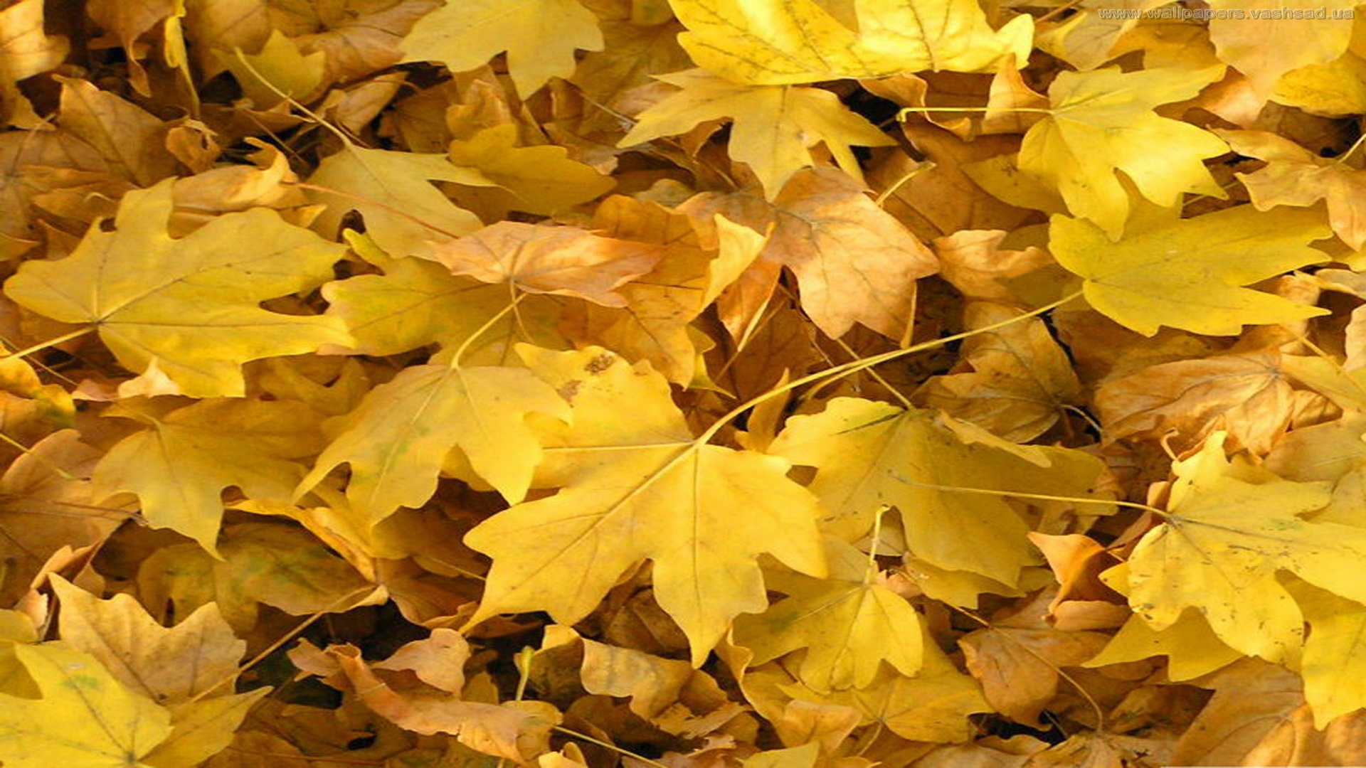 桌面上的壁纸地面 秋季 自然