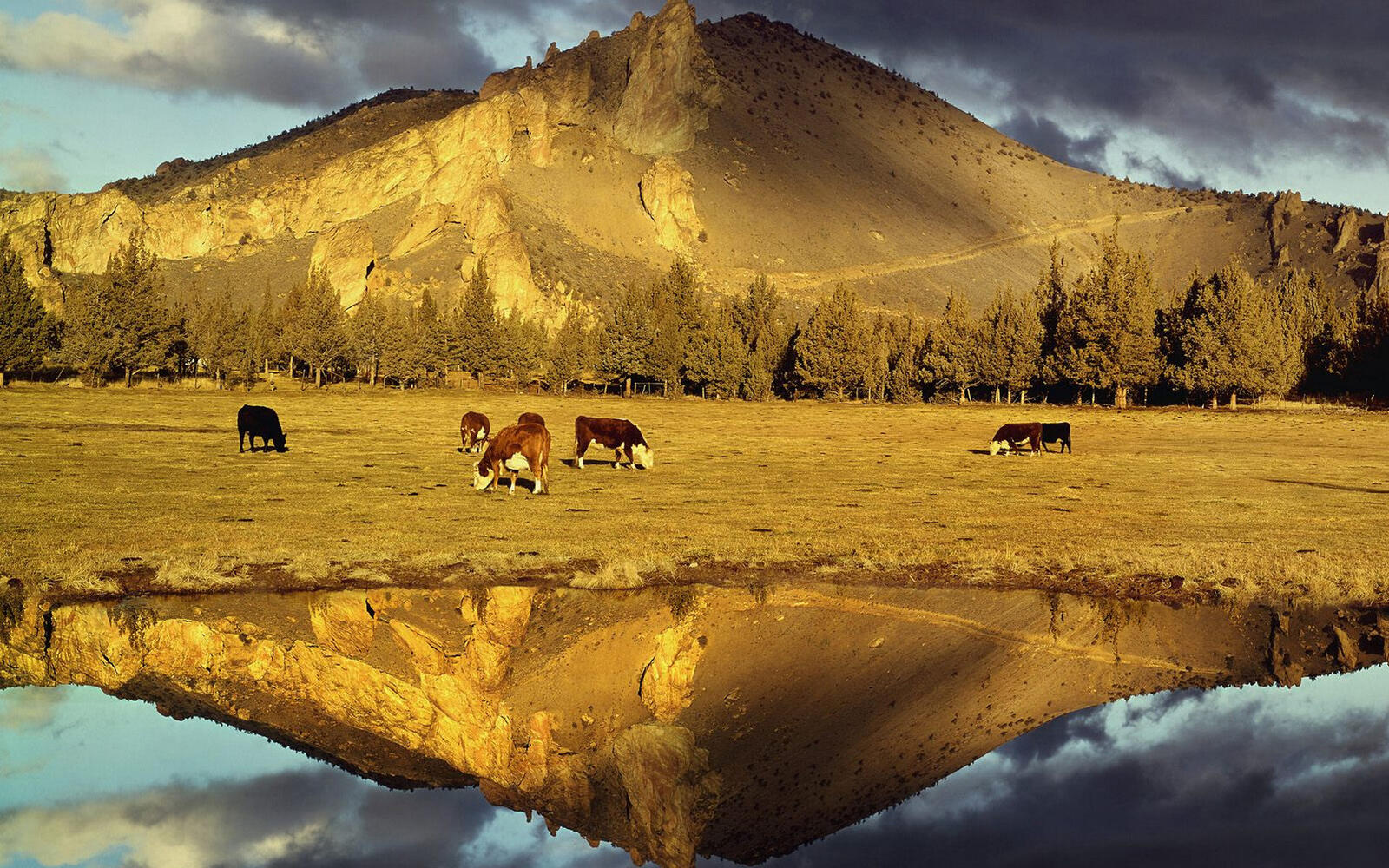 Wallpapers lake reflection pasture on the desktop