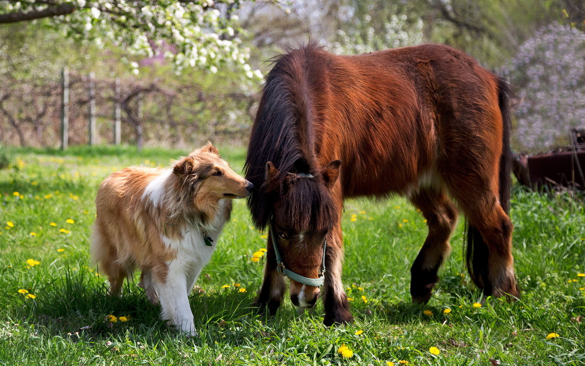 Фото бесплатно пес, лошадь, конь